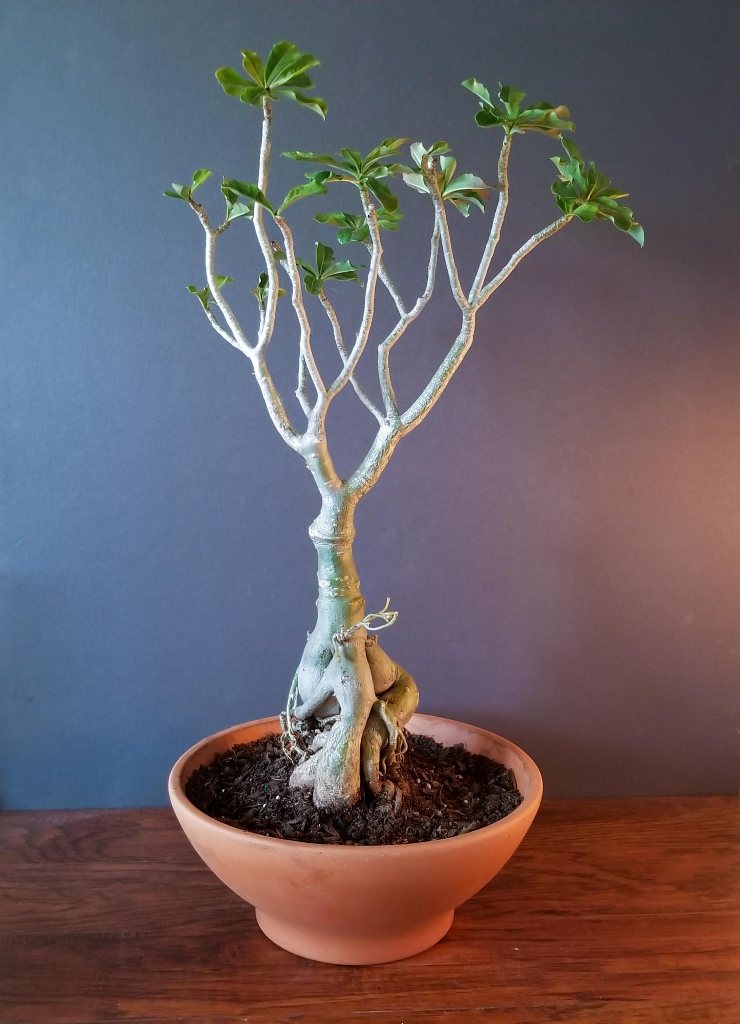 Not sure if Desert Rose is considered a Bonsai..but this one is my baby