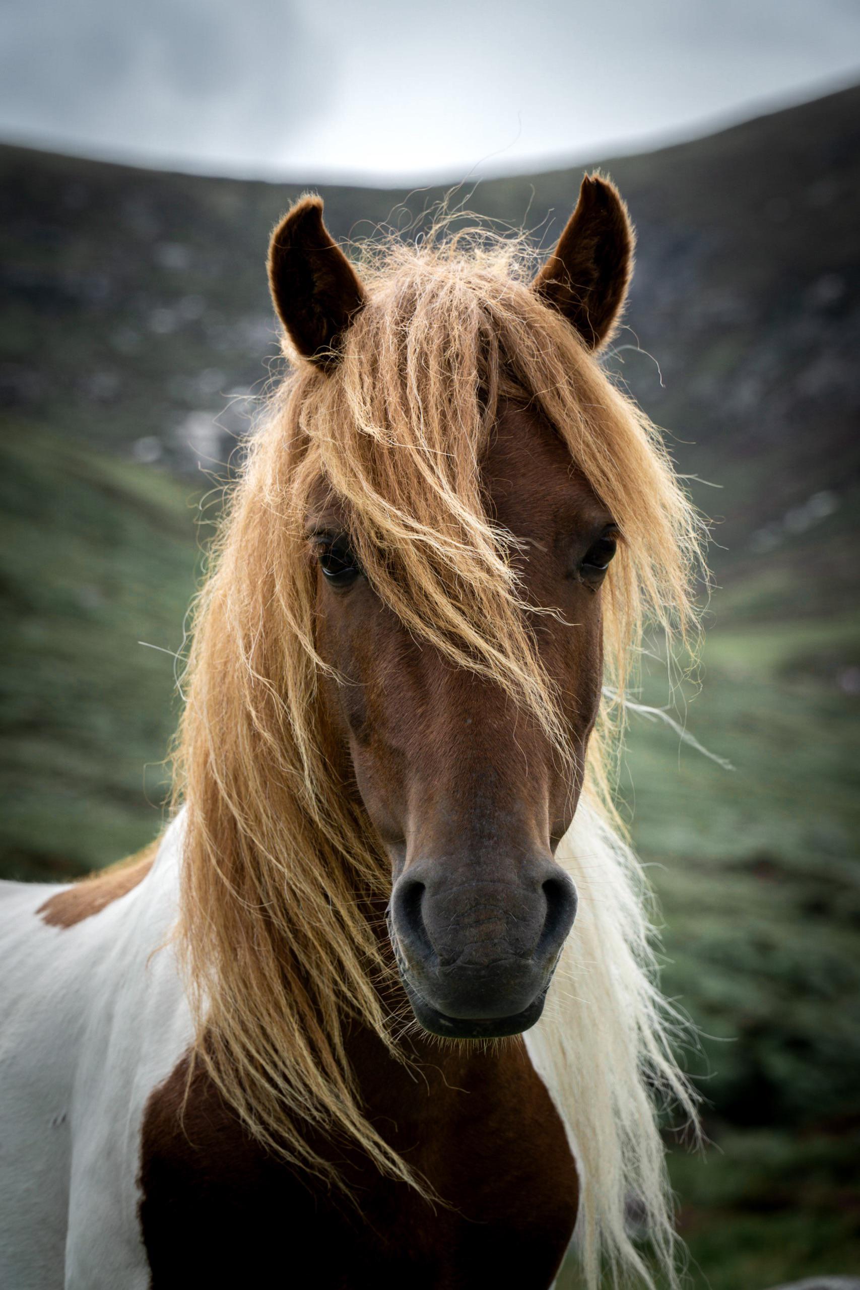 Spotted this beauty in the Mourne Mountains, Northern Ireland. r/Horses