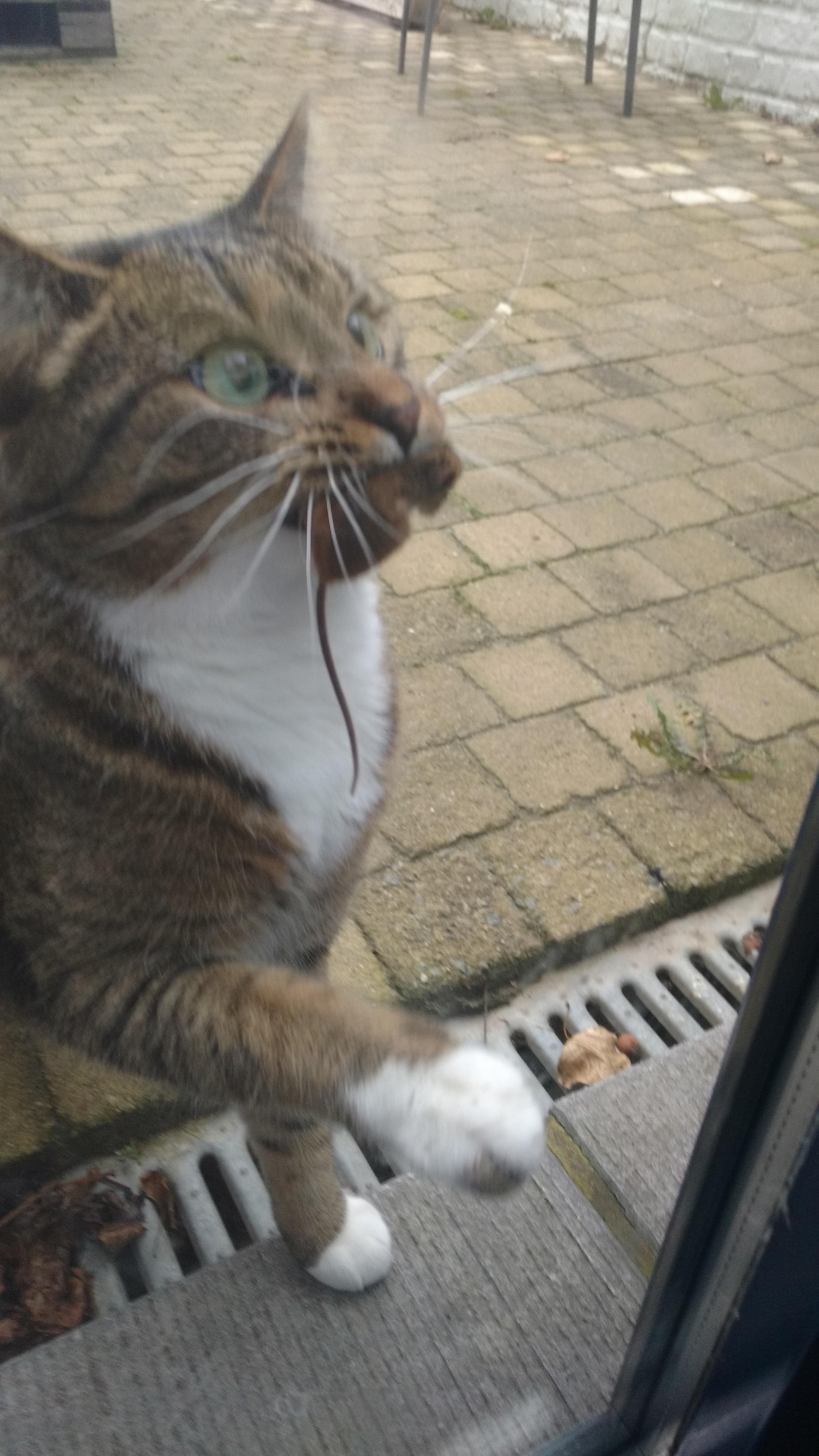 My cat always wants to bring me living mice.. She doesn't understand why I won't let her in