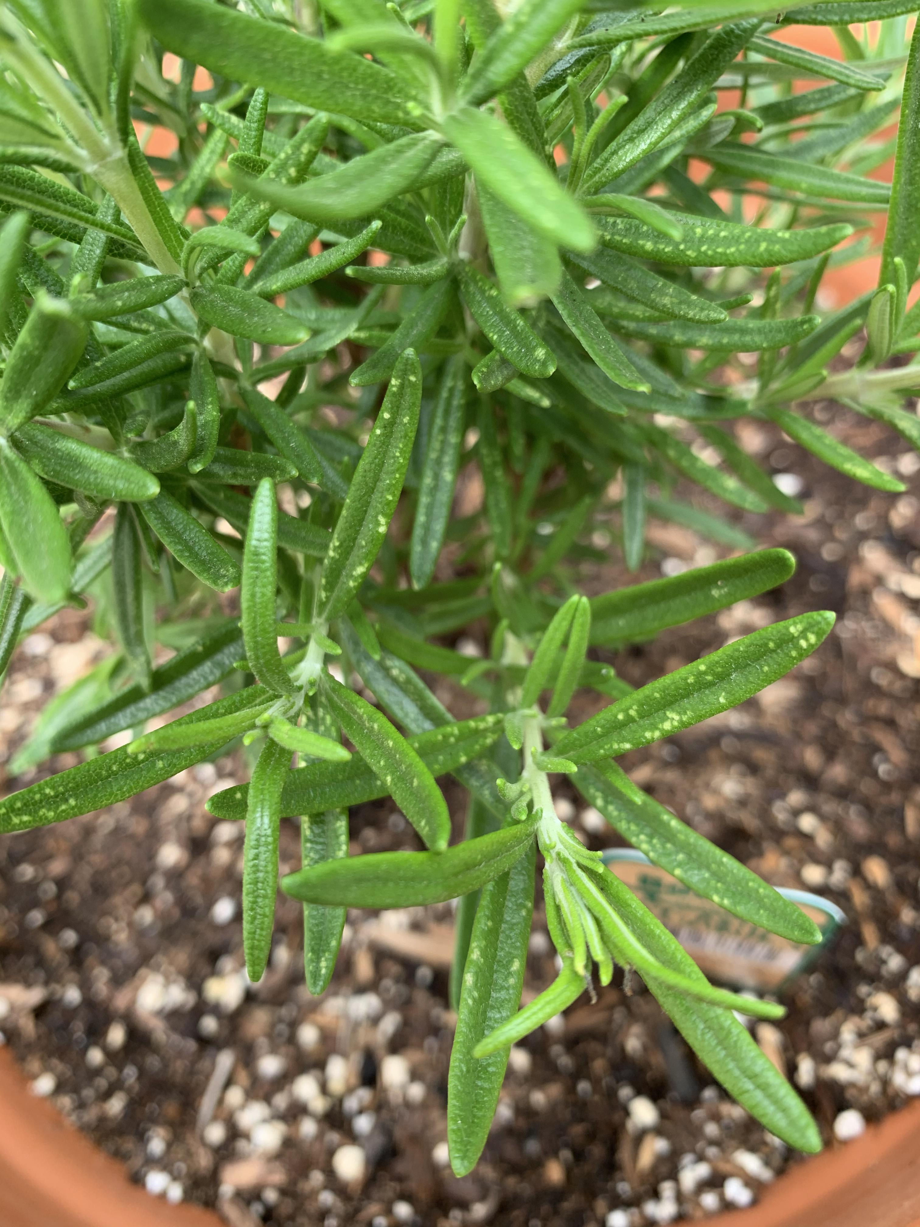 Anyone know what these spots on my rosemary plant are? Thanks!! r