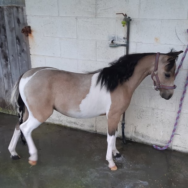 Libby my yearling mini filly. She is a dream come true ) r/Horses