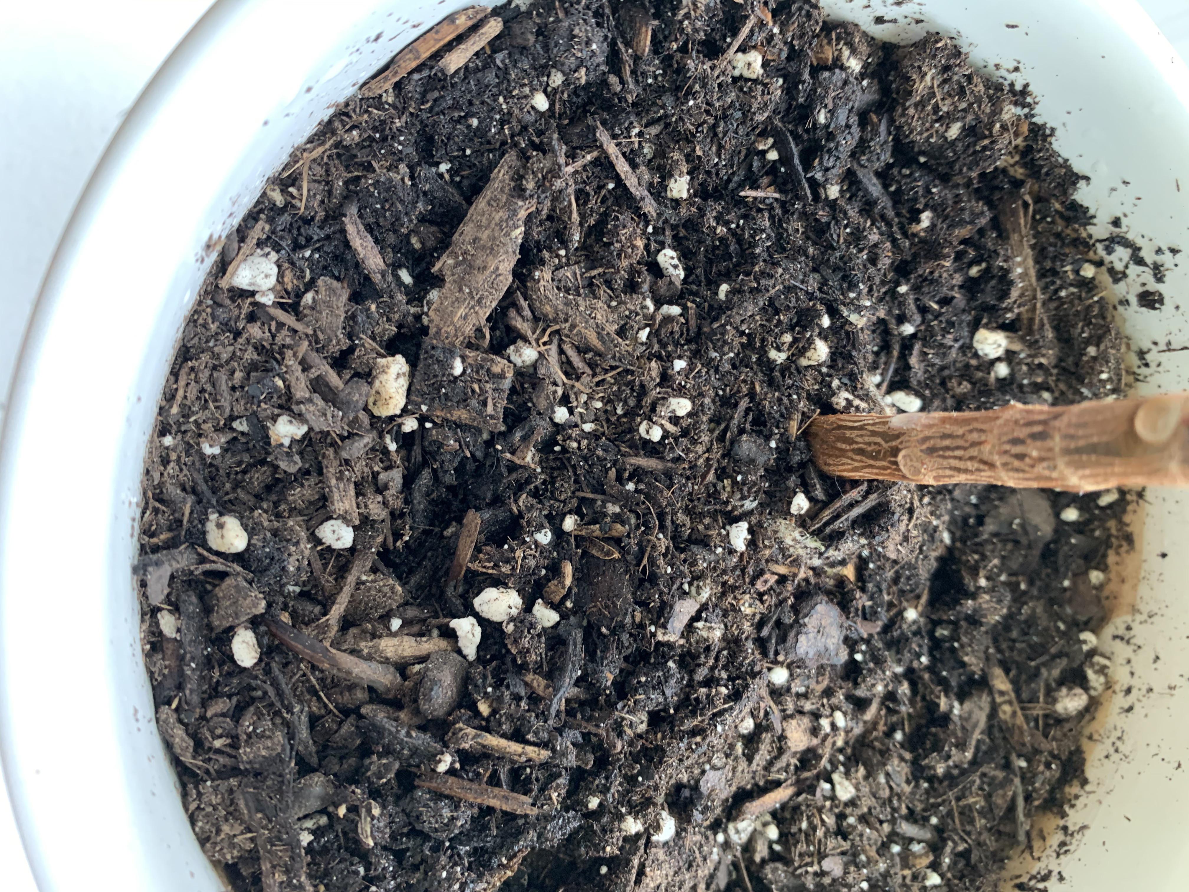 What are these white dots in my soil (not the perilite) r/plantclinic