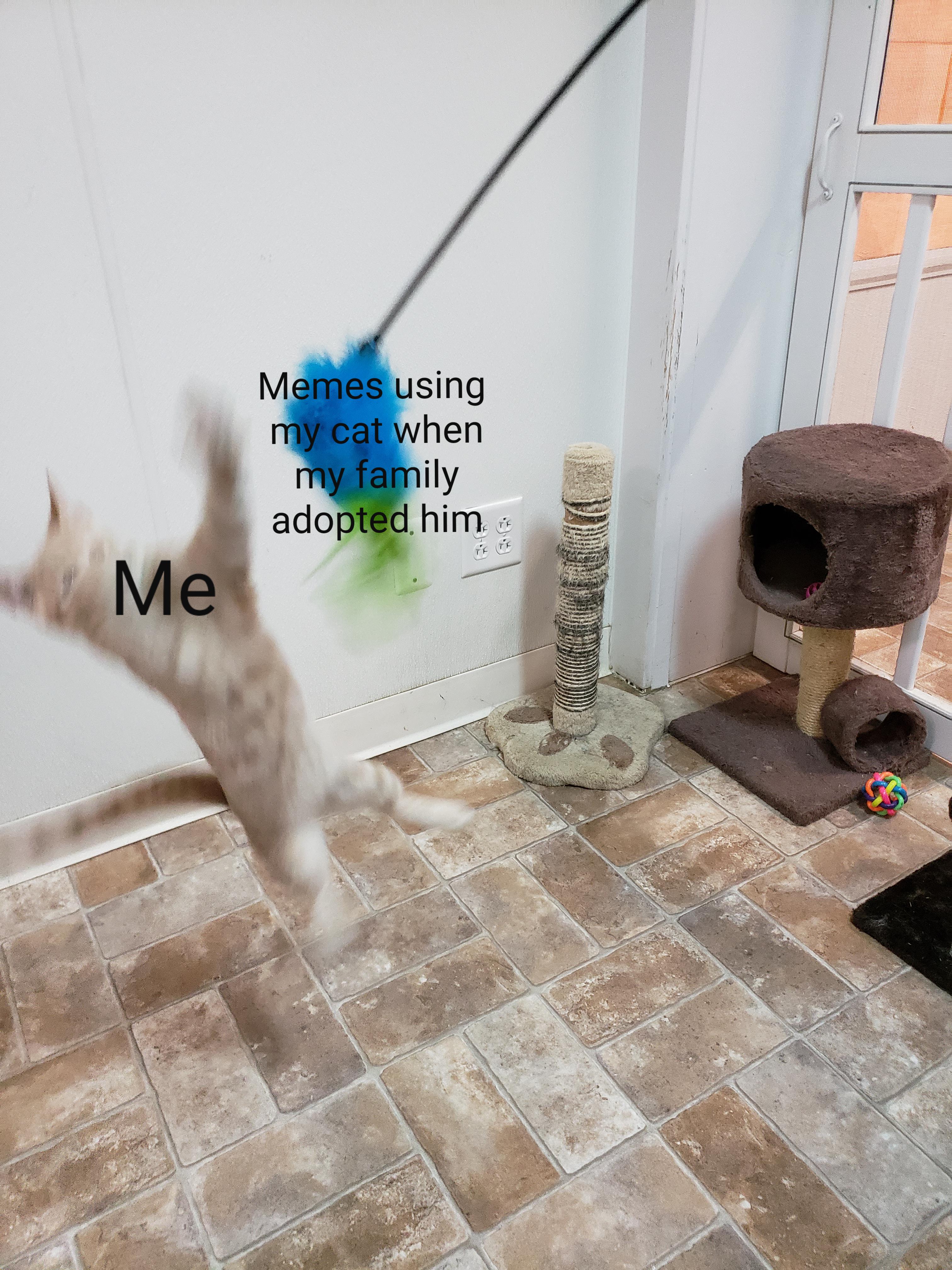 Investments in the liking cats are a safe bet. Template in