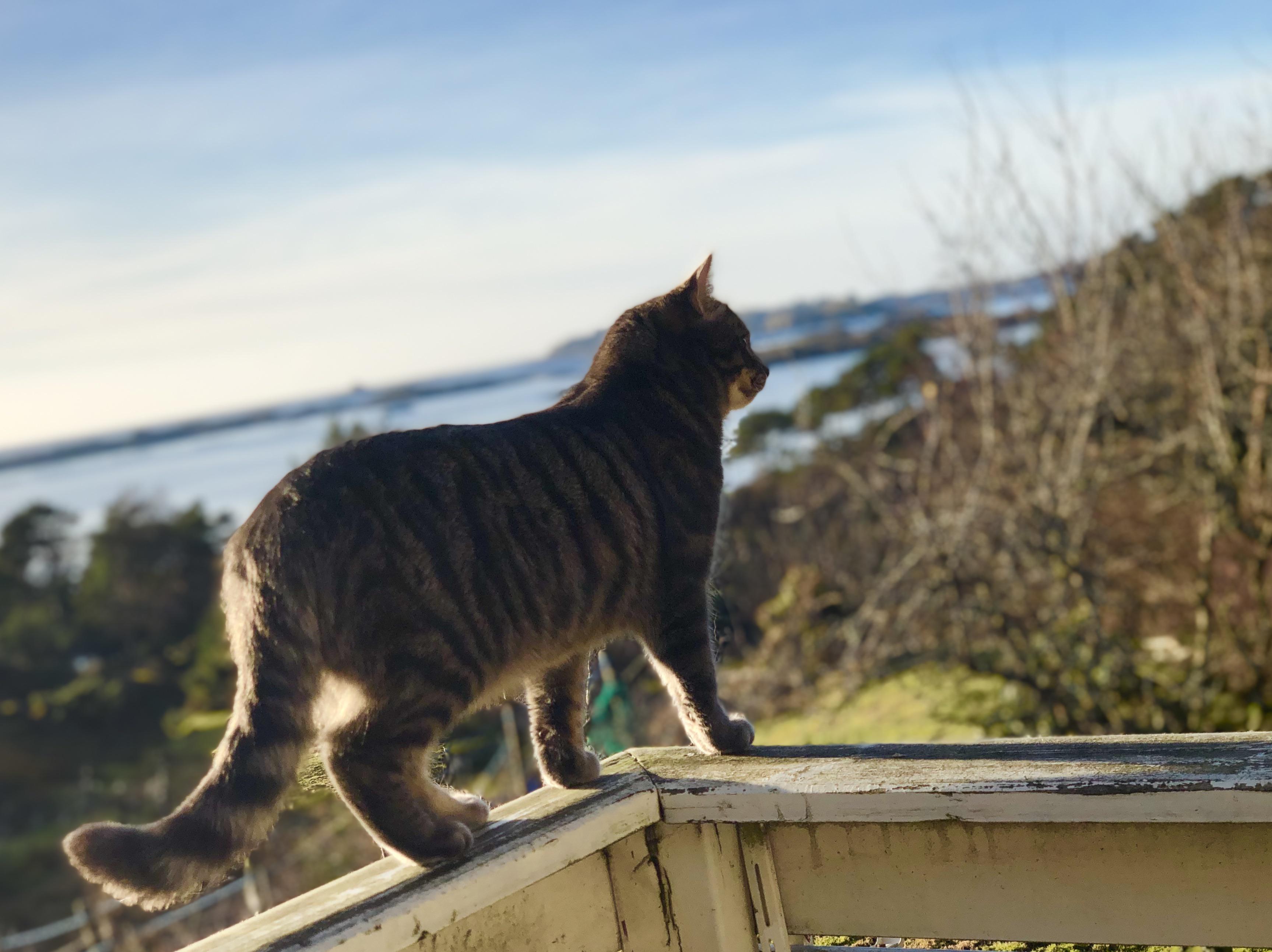 My cat passed away today, only 1 year old, and this is probably the