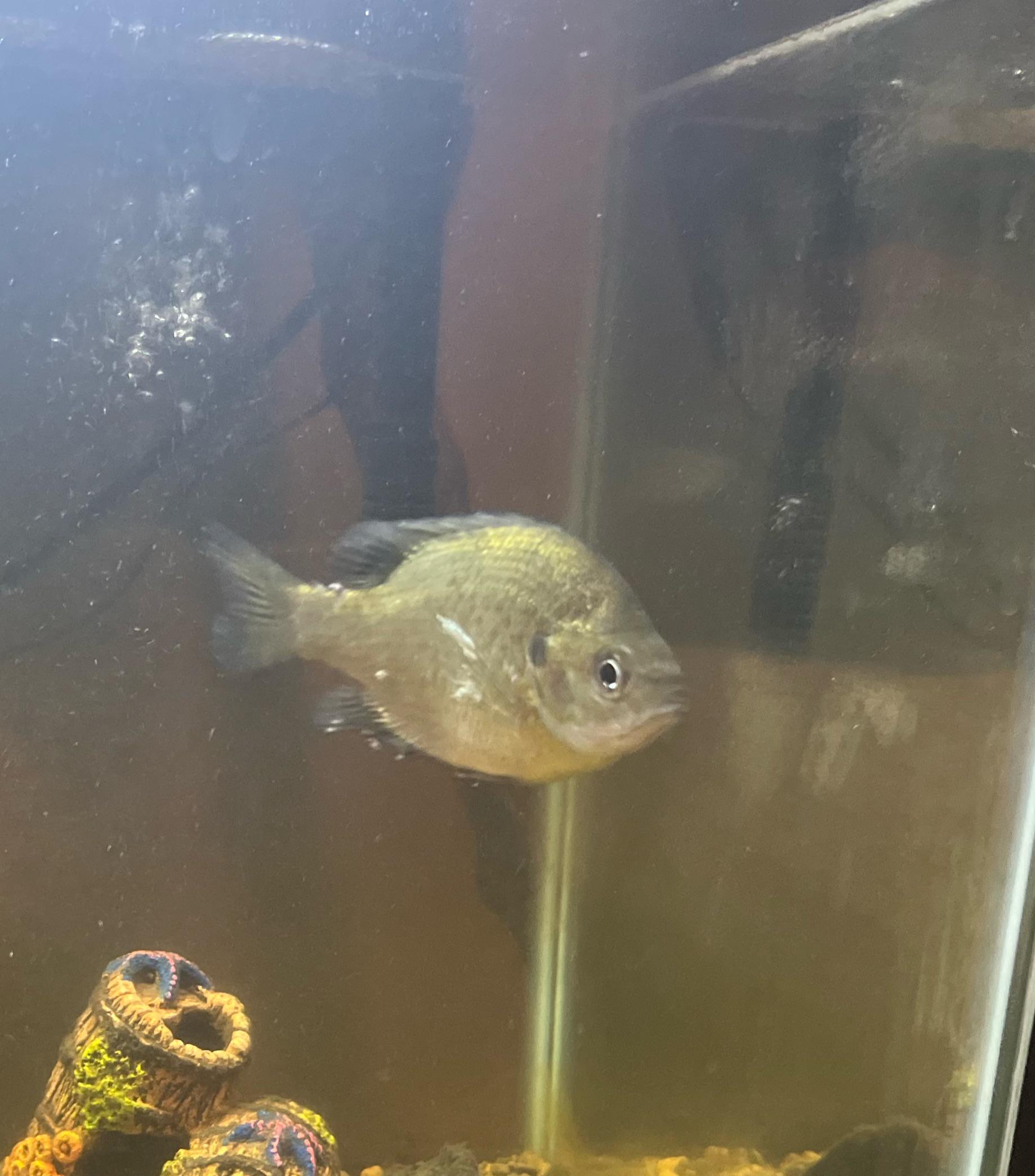 Green sunfish white mold r/Aquariums