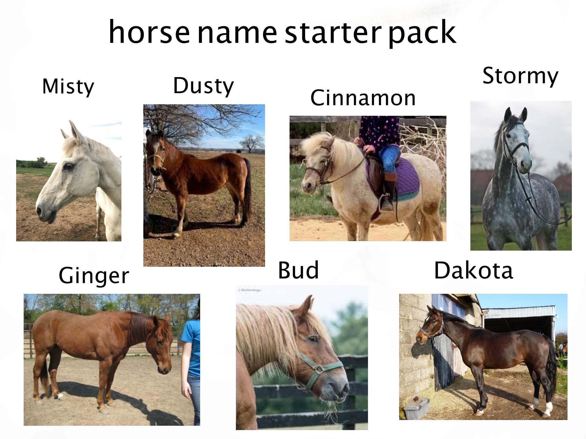 horse name starter pack r/starterpacks
