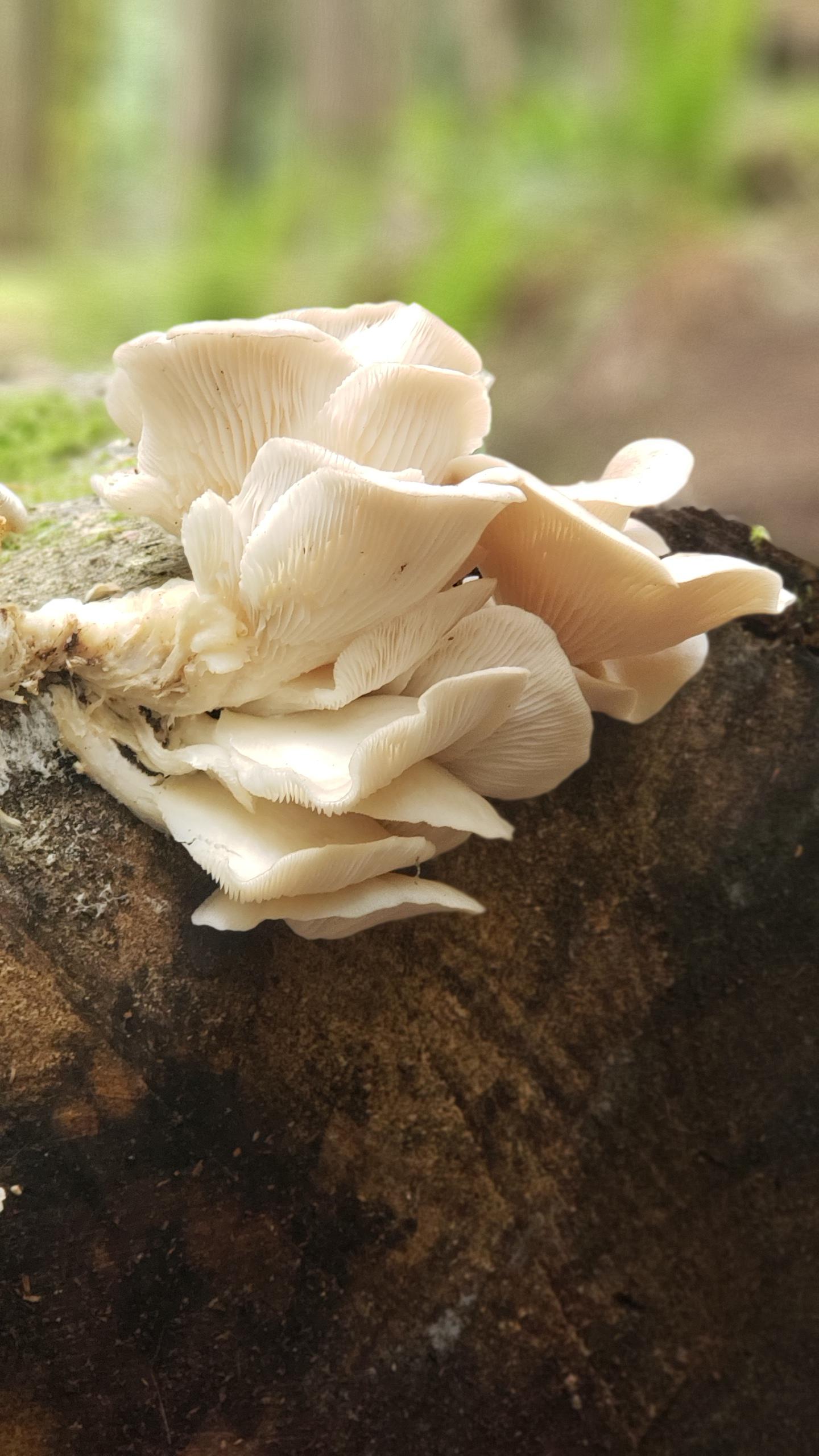 I think they're oyster mushrooms? Found in Pacific Northwest r/ShroomID