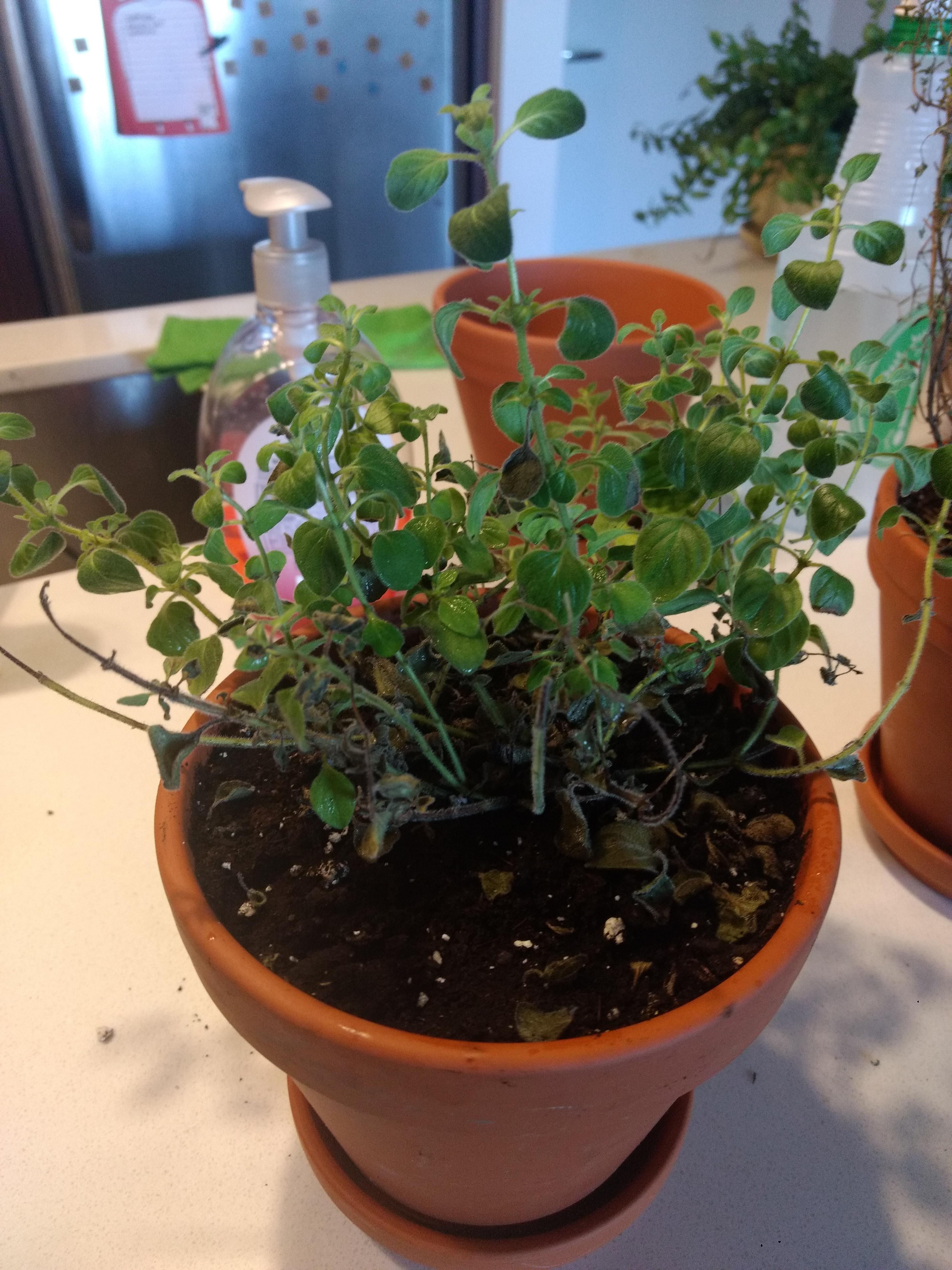 Why is my Oregano dying? r/houseplants