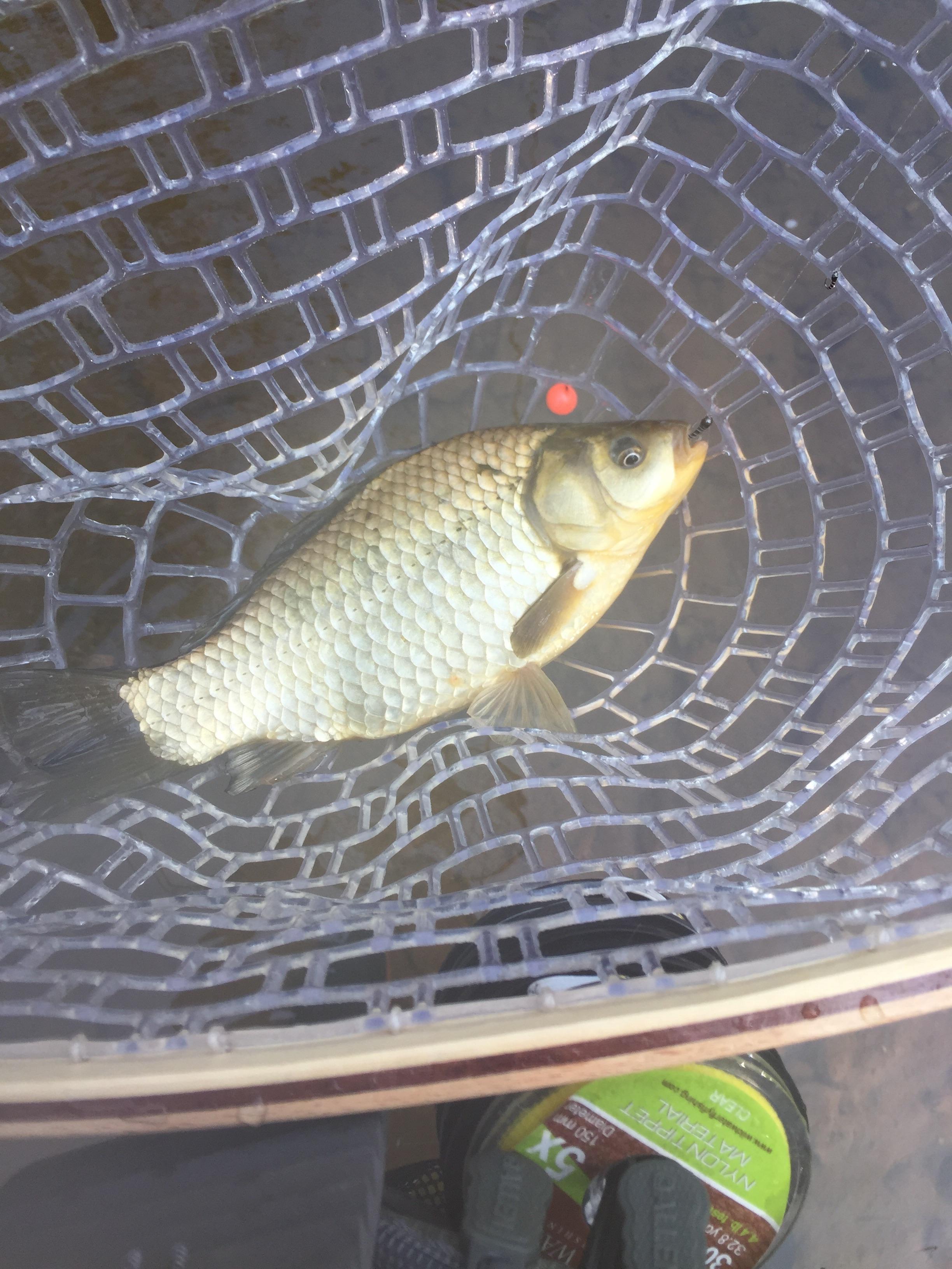 Hooked into a bunch of these slabs today on flies I tied! What kinda