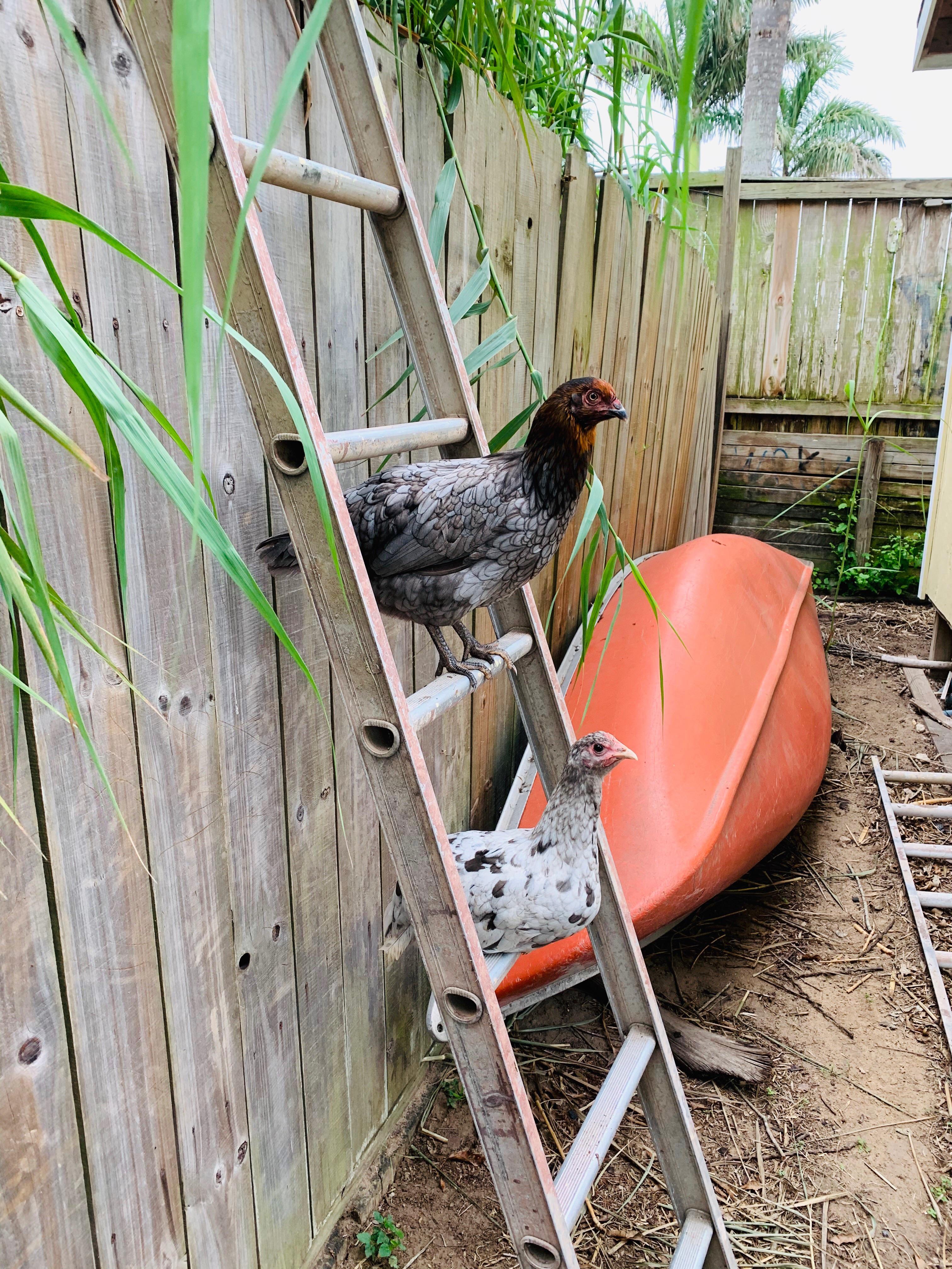 Social ladder, chicken version r/BackYardChickens