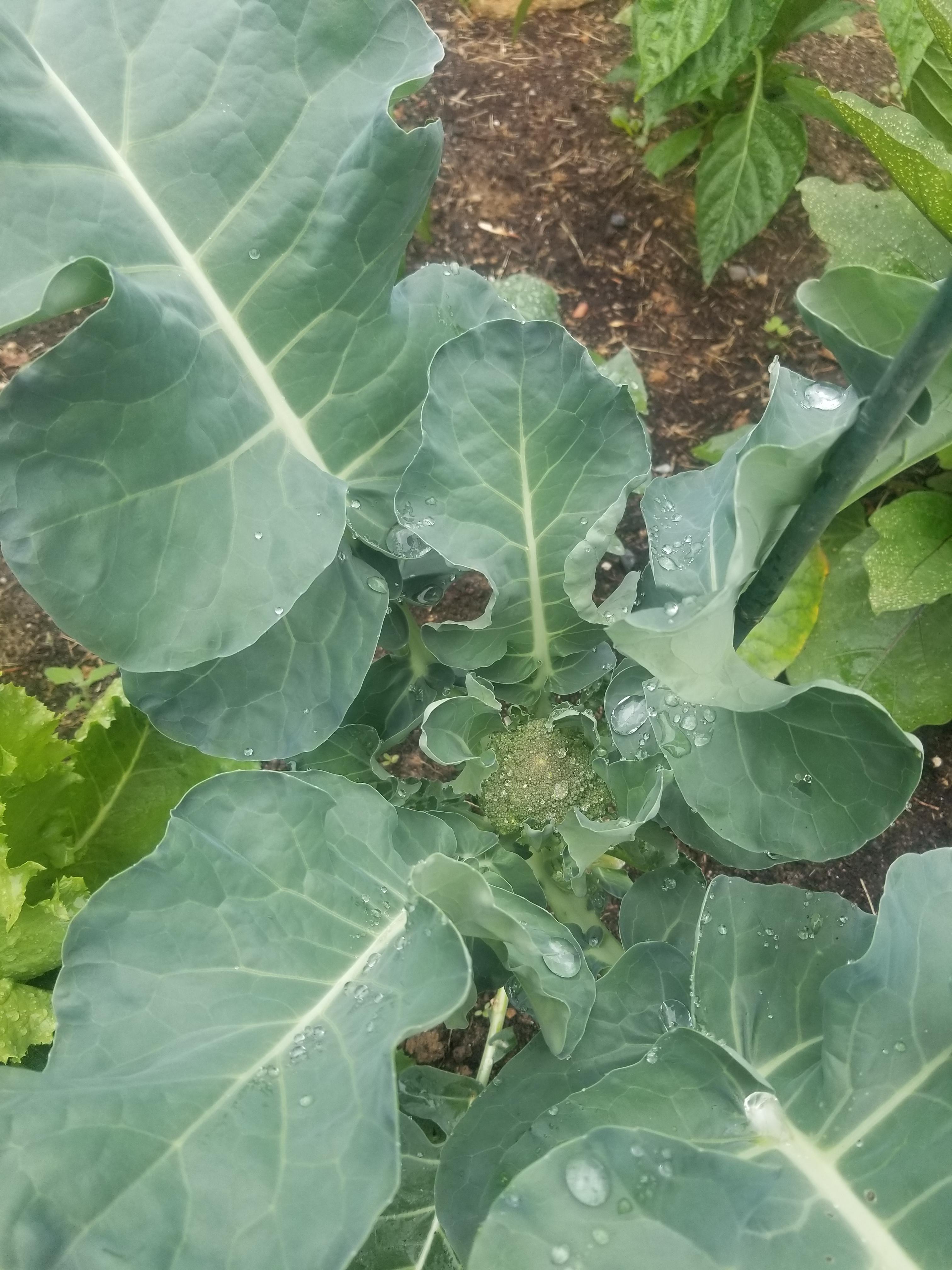 Thought it was collard greens but the thing in the middle makes me