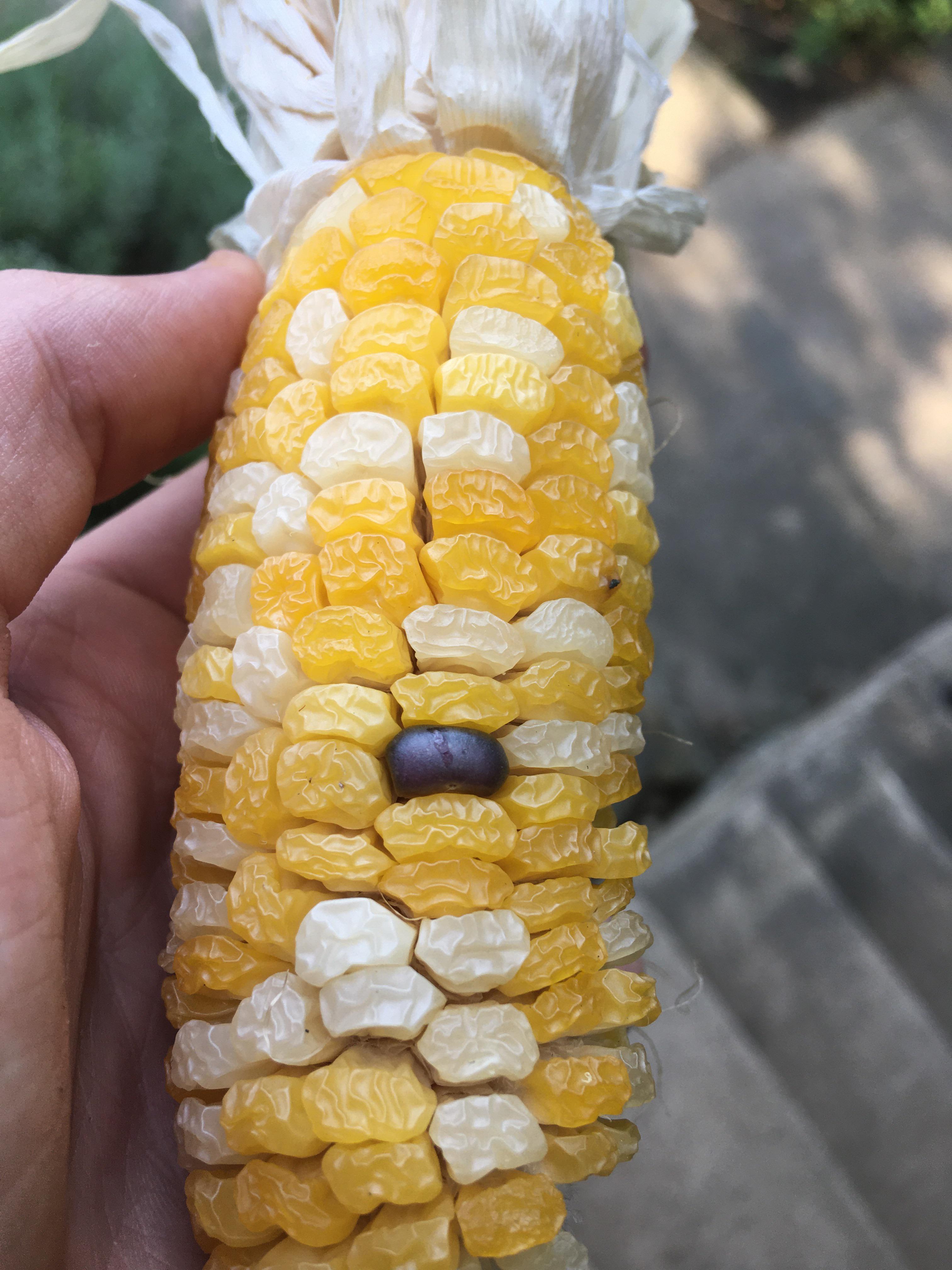 An interesting cob of corn from my garden that undoubtedly has some