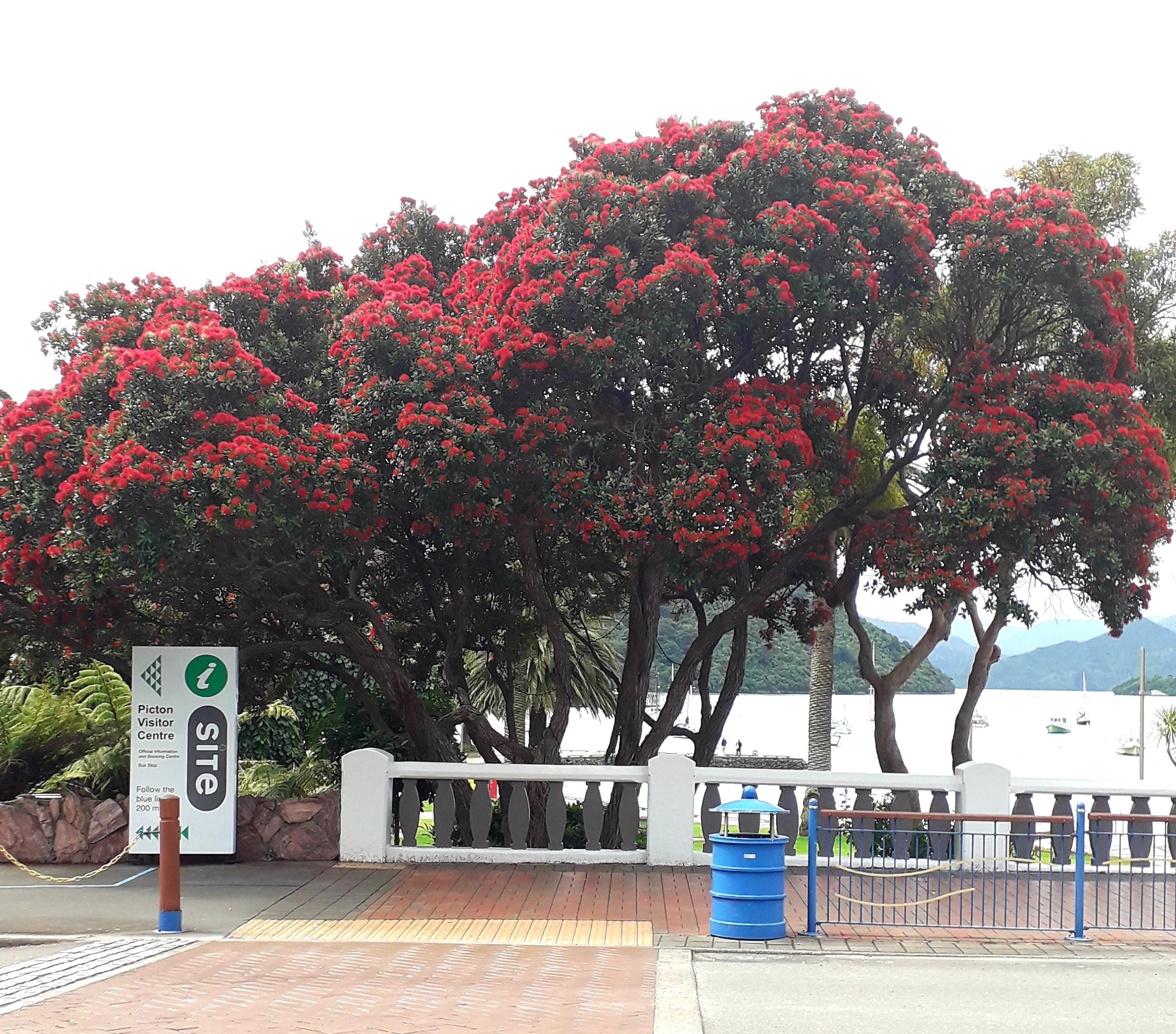 Metrosideros excelsa or Pohutukawa. Also know as the NZ Christmas tree