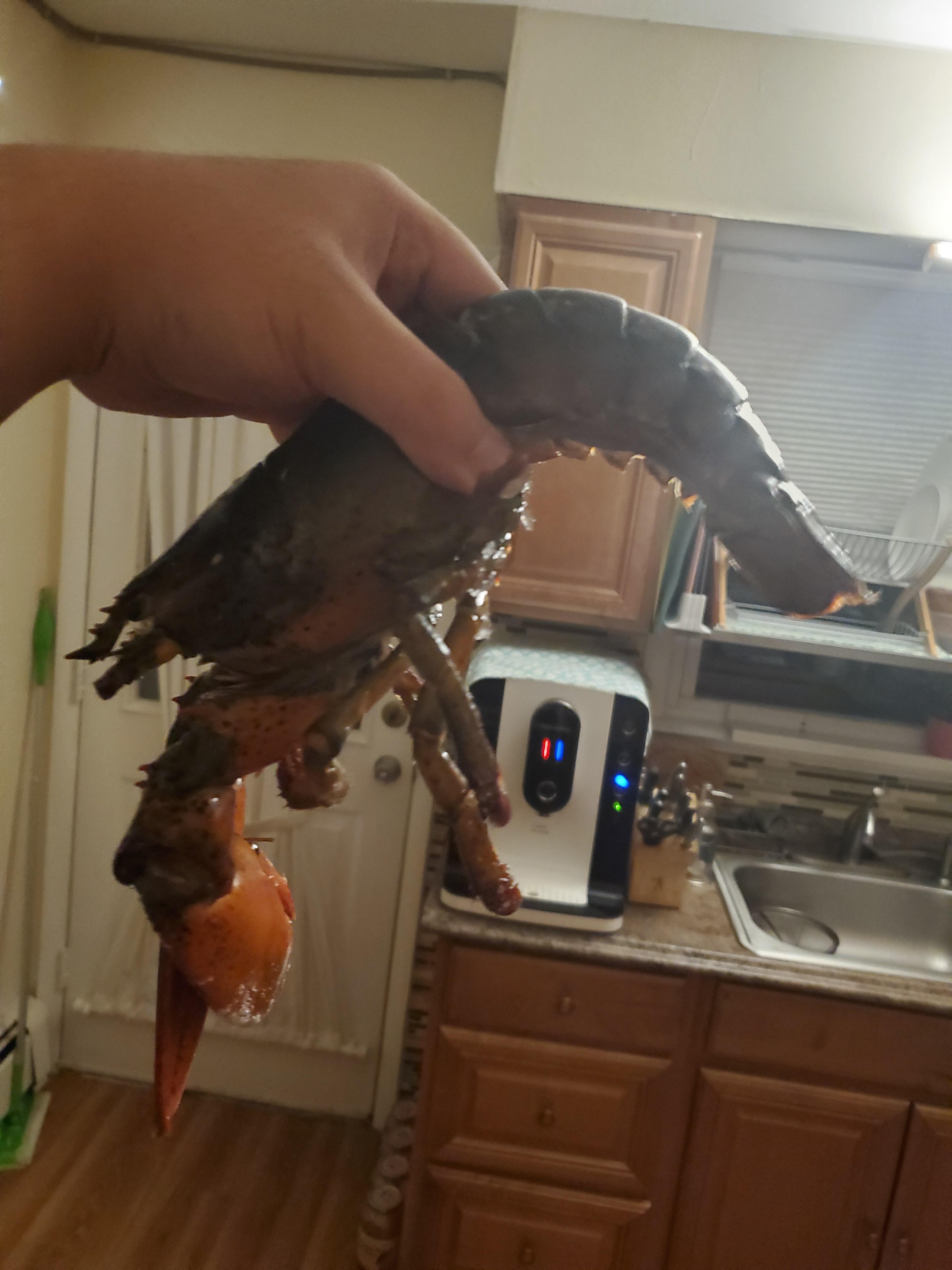 Dead lobster for food r/Seafood