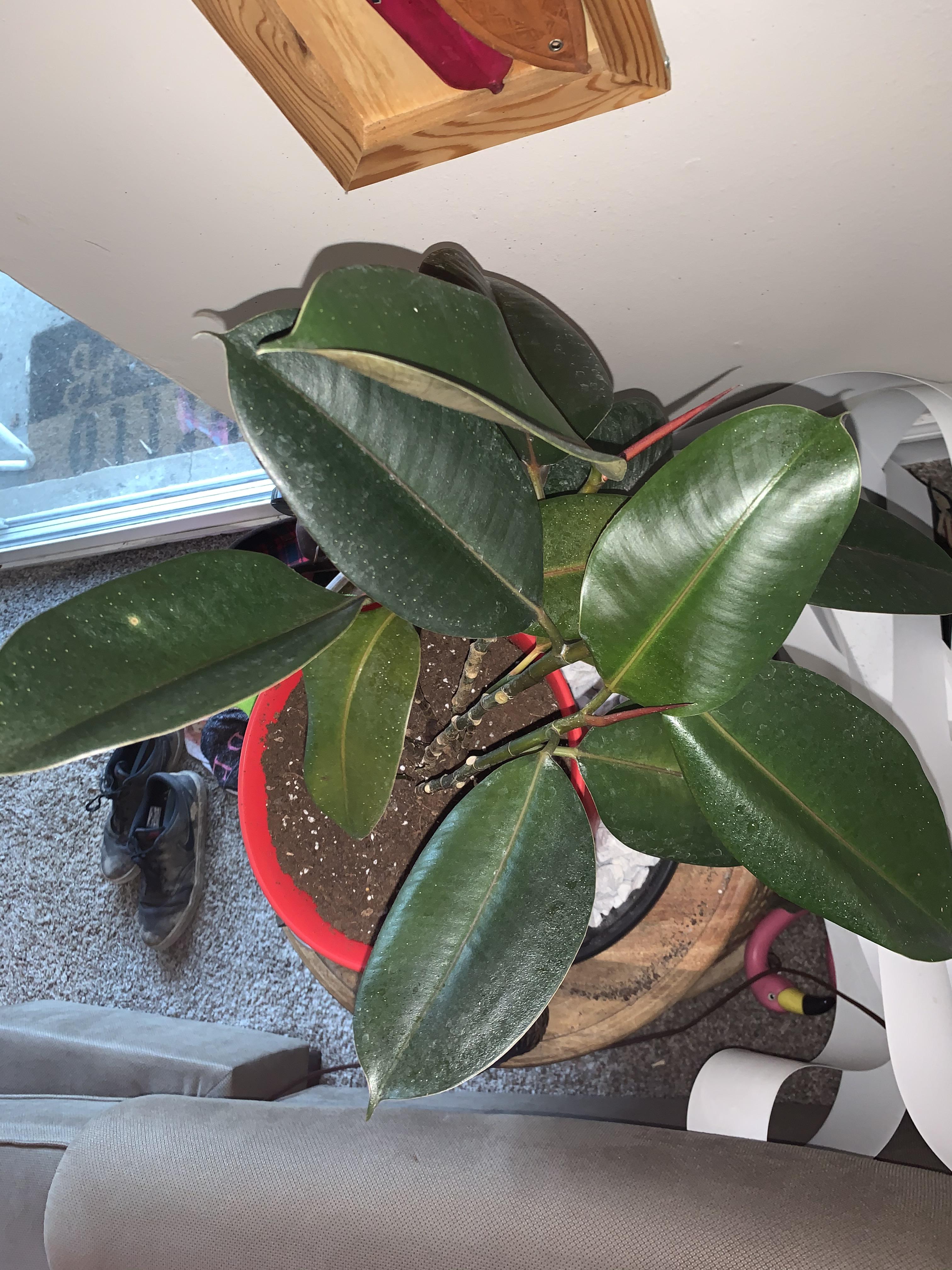My rubber plant keeps losing leaves. How does it look? Any