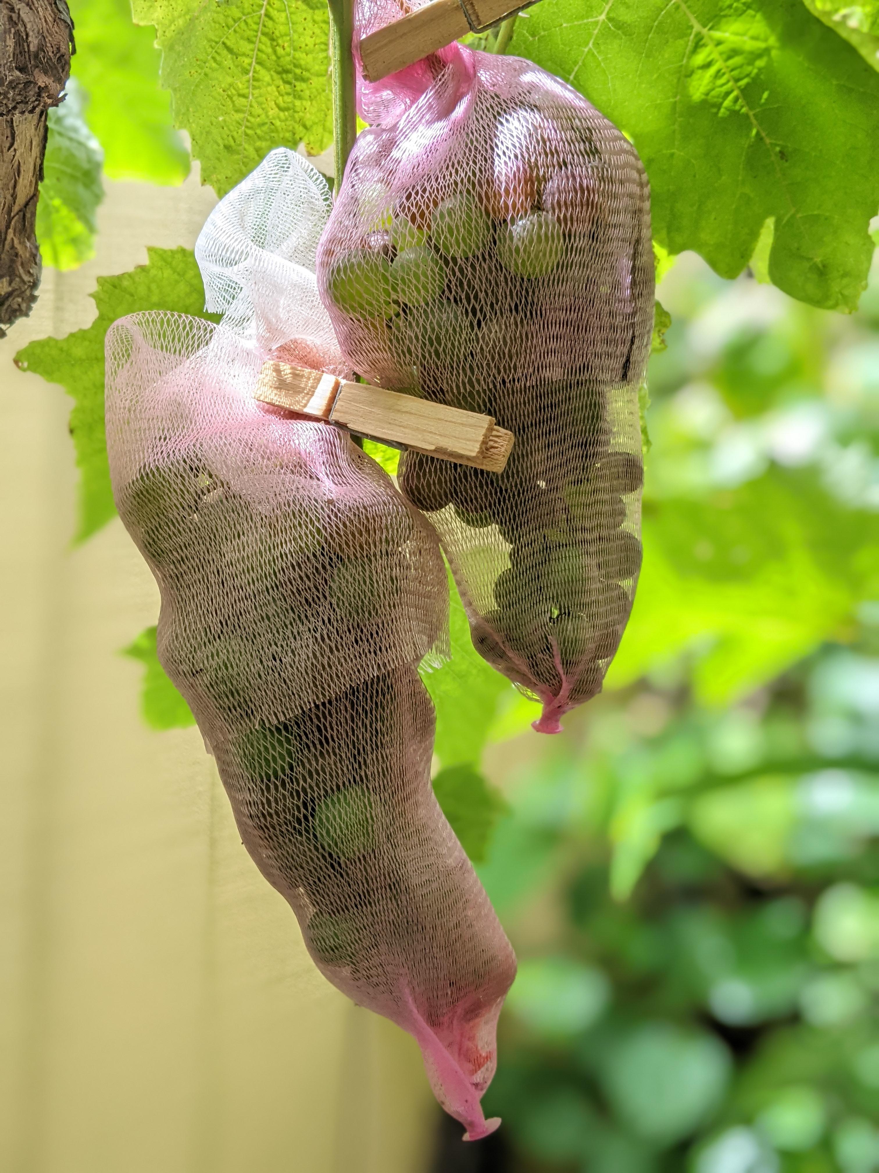 Grapes are now all wearing their plastic mesh bag prophylactics. Double