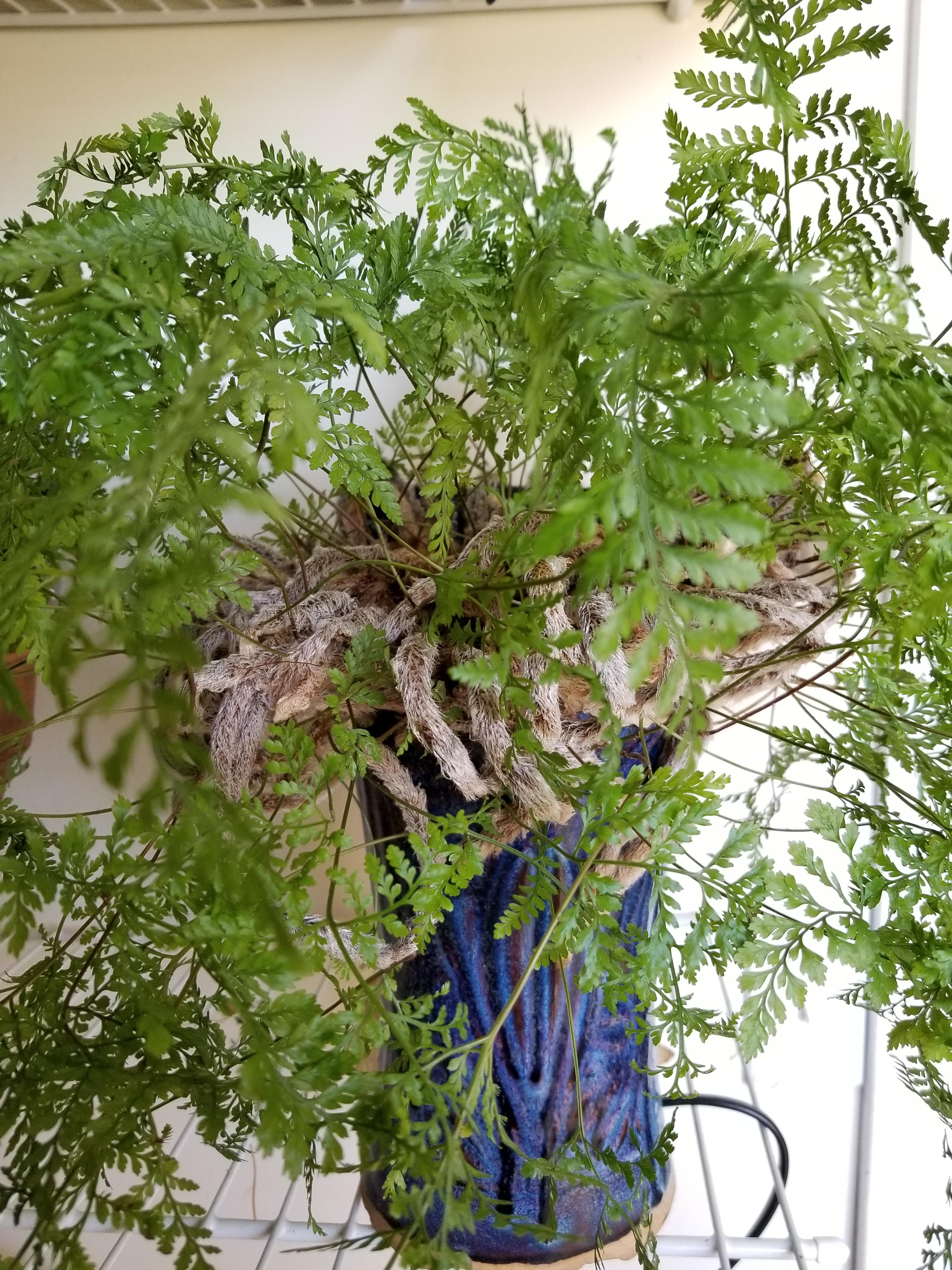 I think my fern is ready for repotting r/gardening