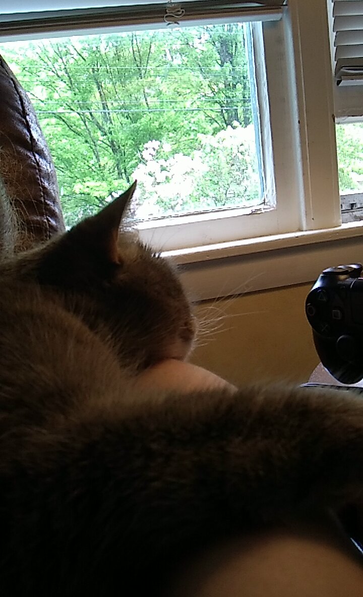 My kitty likes to be held like a baby. Share your pet photos! r/entwives