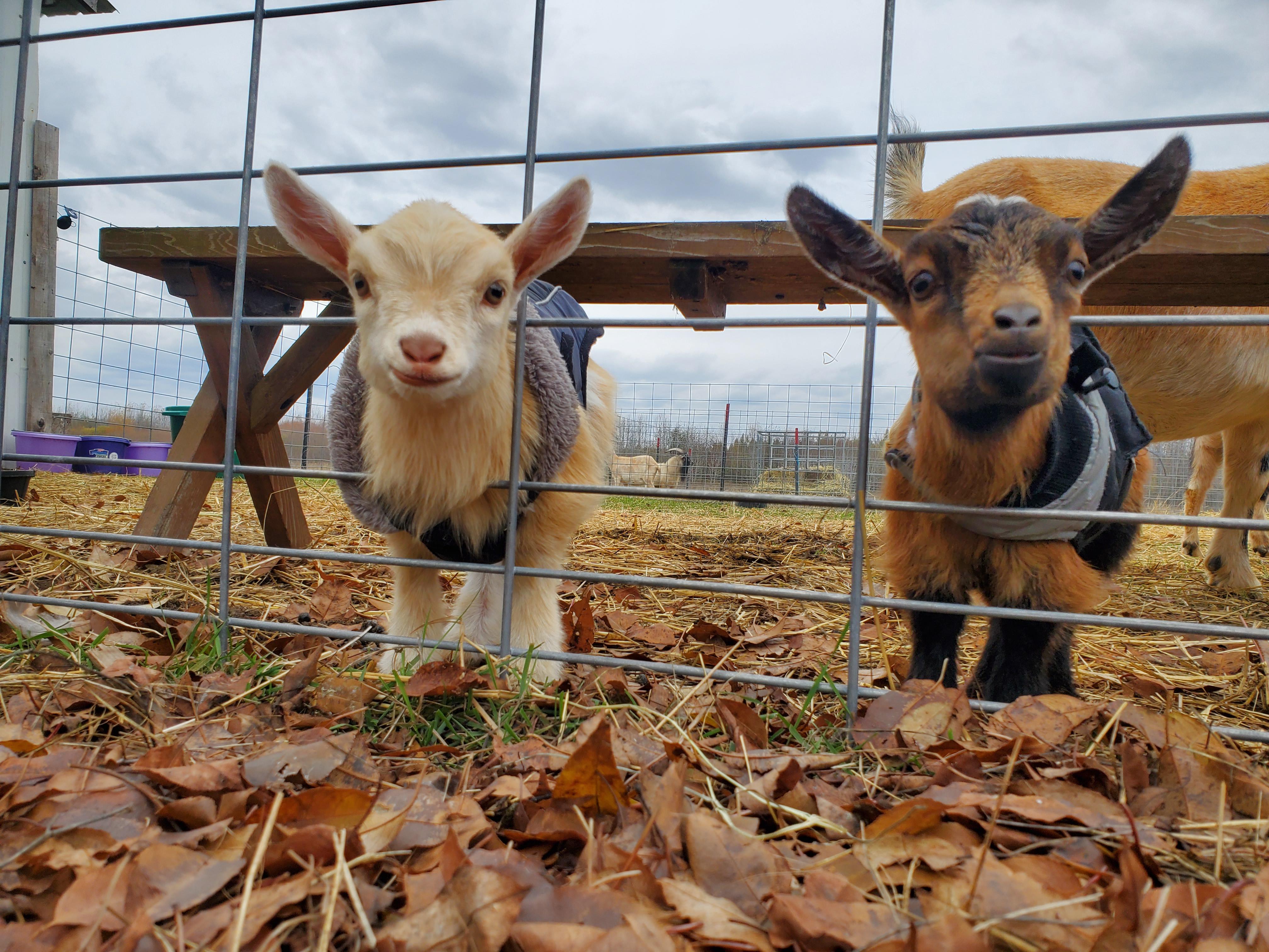 Fall babies r/goats