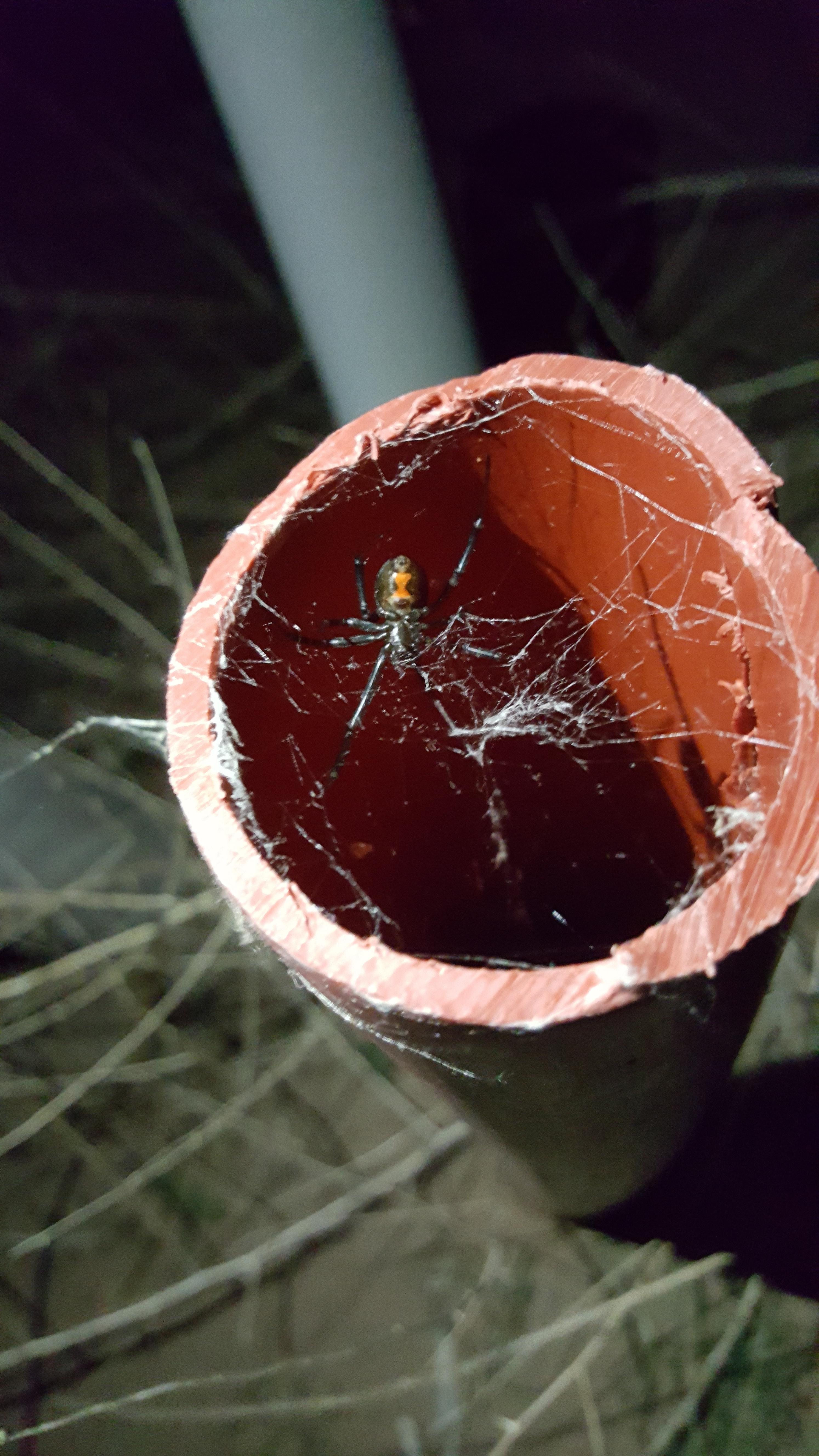 Just found this lady while geo caching in yuma az r/spiders