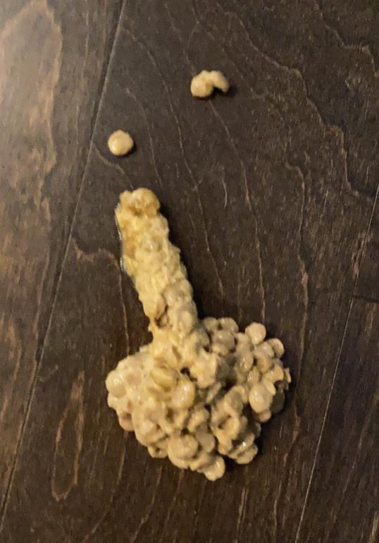 My cat threw up. But at least he finished r/funny