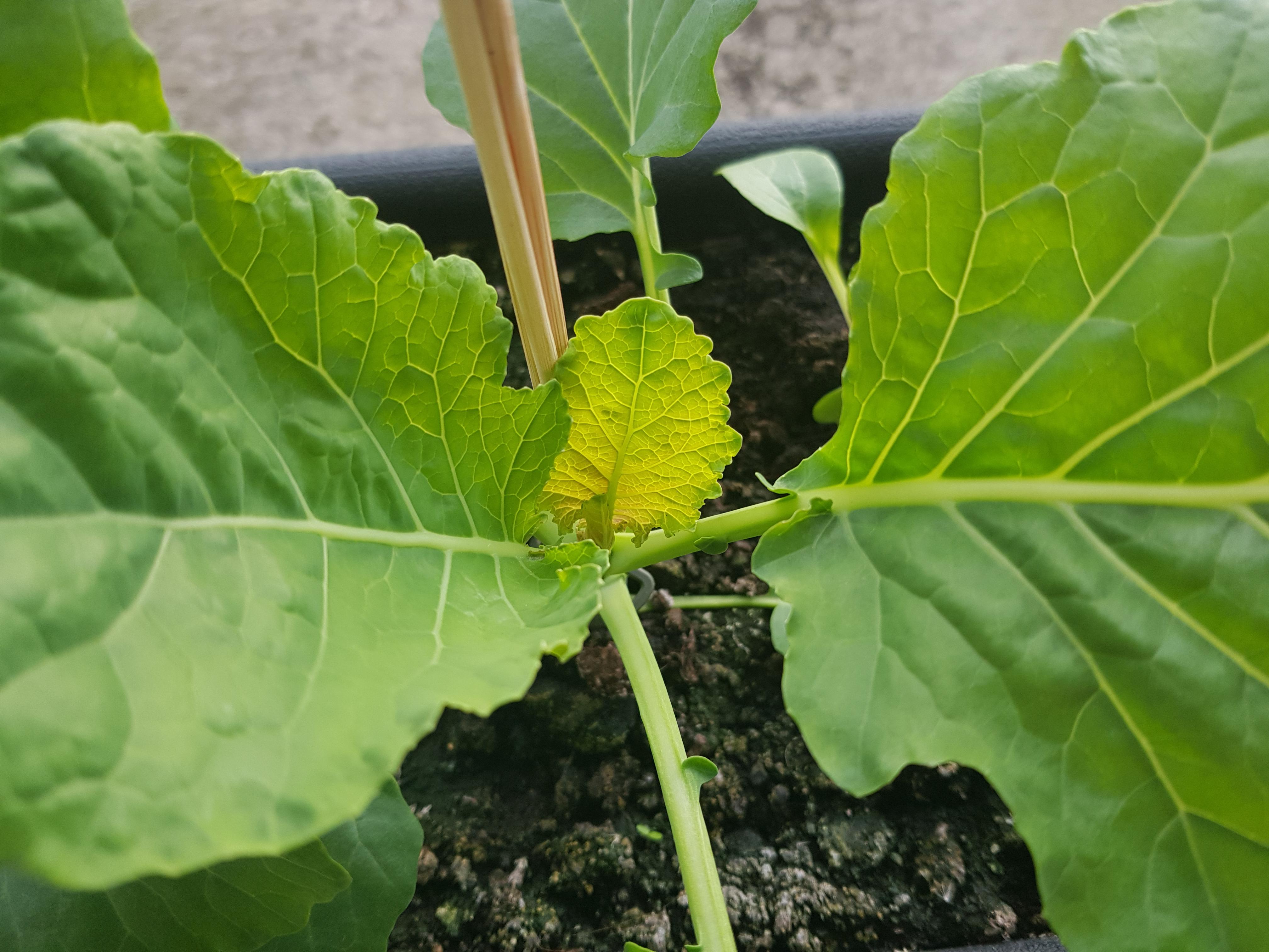 New collard green leaf is yellow. It's in a self watering pot and soil