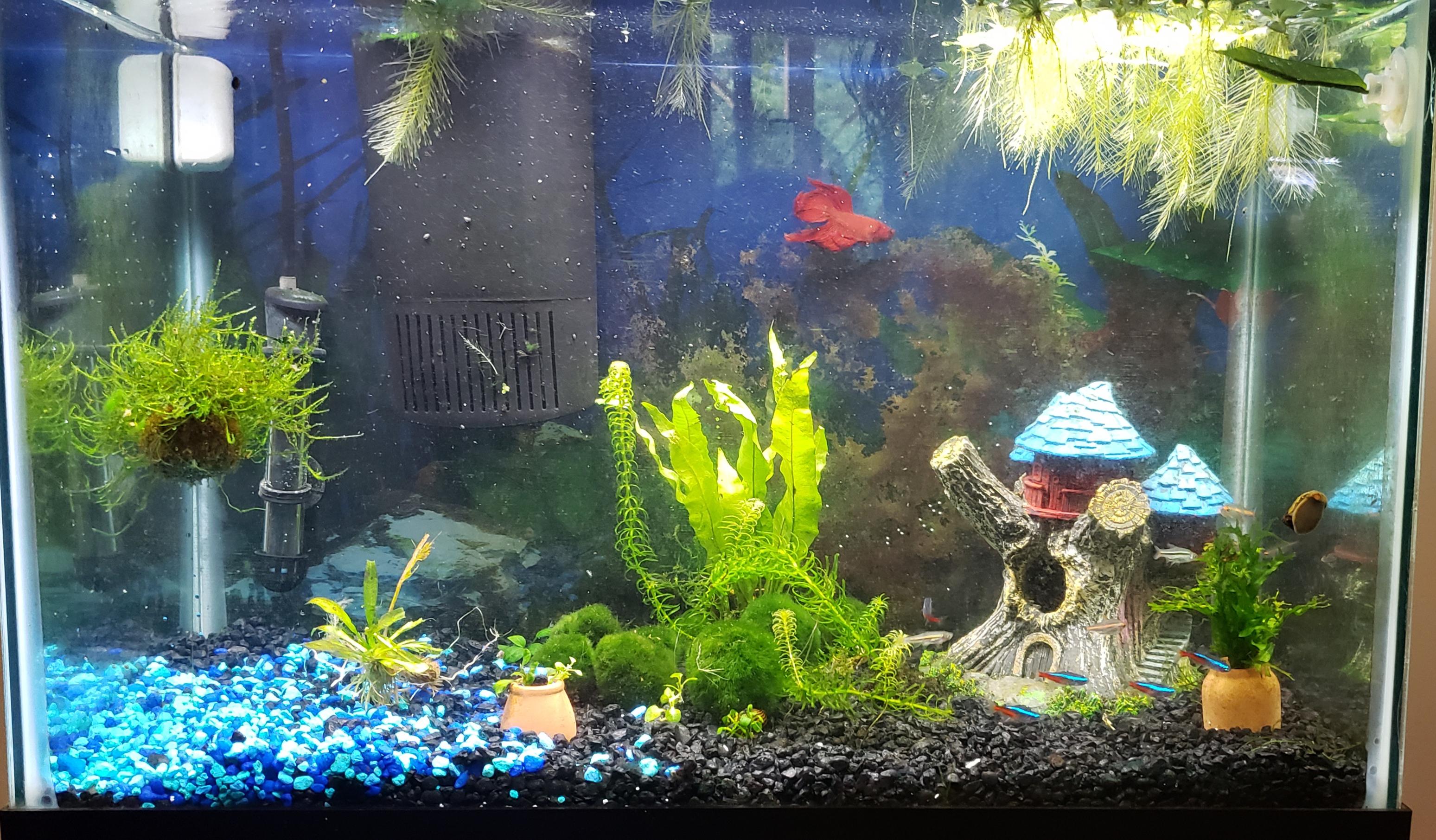Fully planted 20g community tank. No more fake plants finally! In the tank, along with my Betta