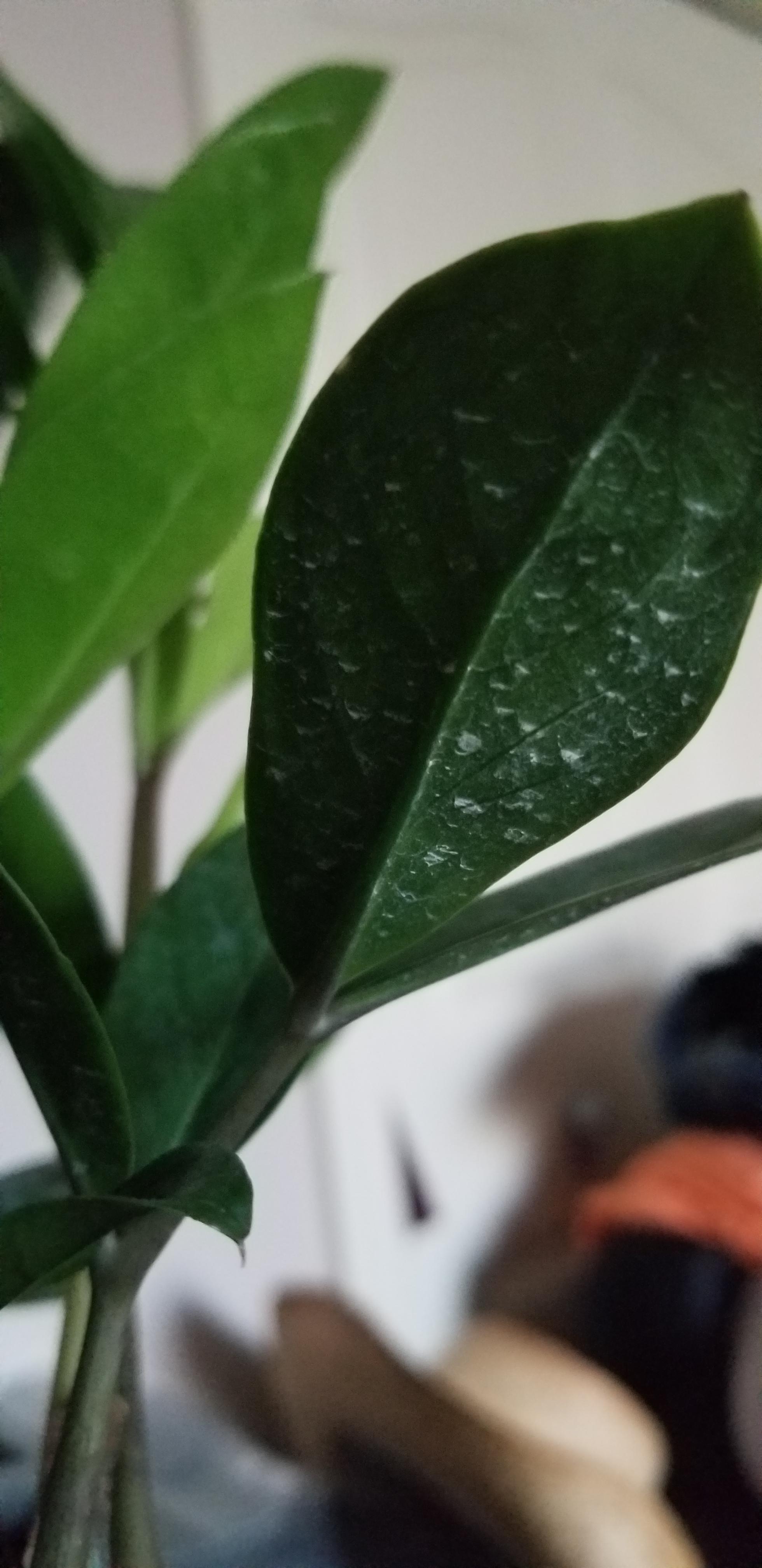 Powdery mildew? r/houseplants