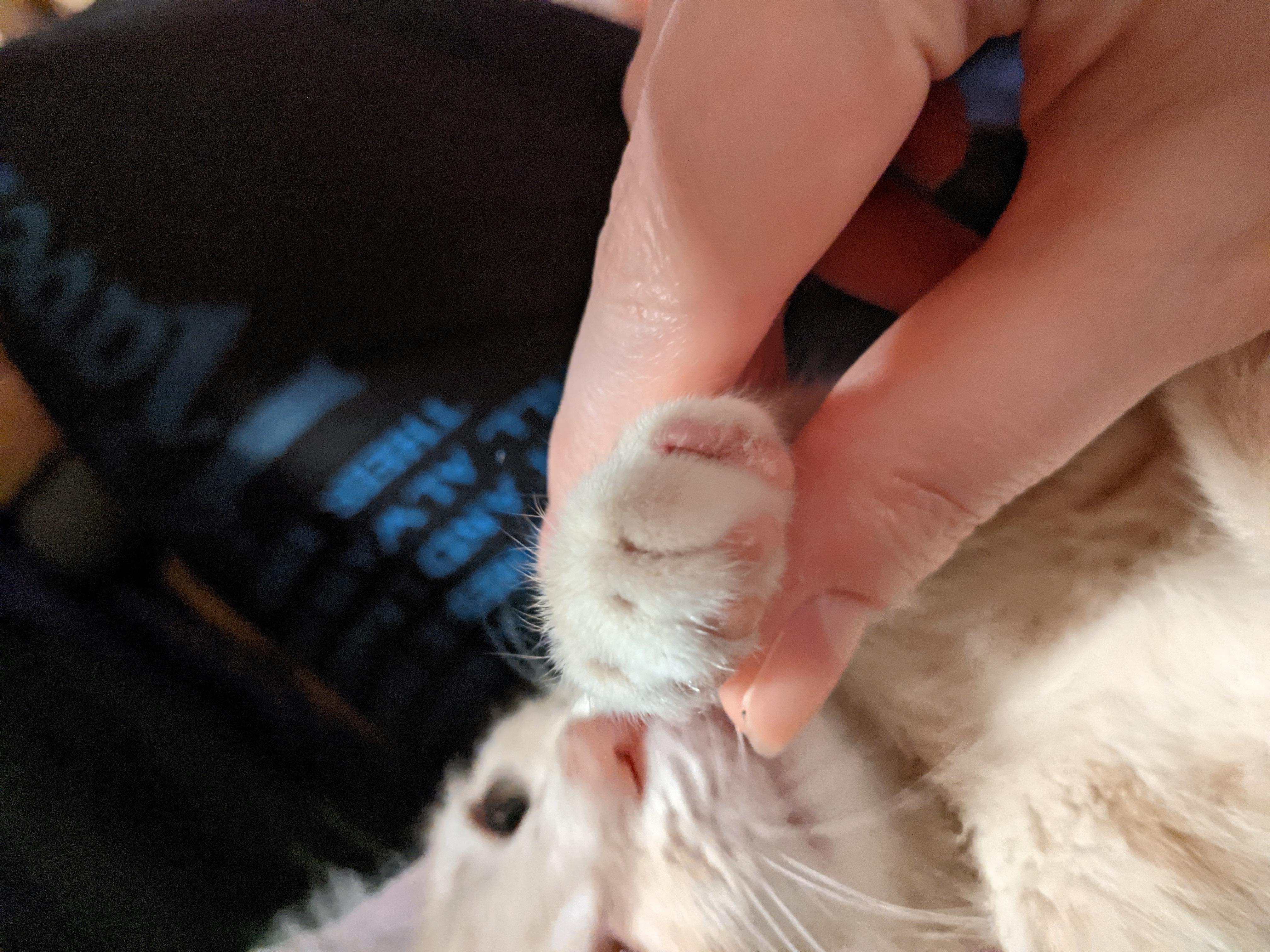 Aggregate more than 113 do cats nails grow latest songngunhatanh.edu.vn