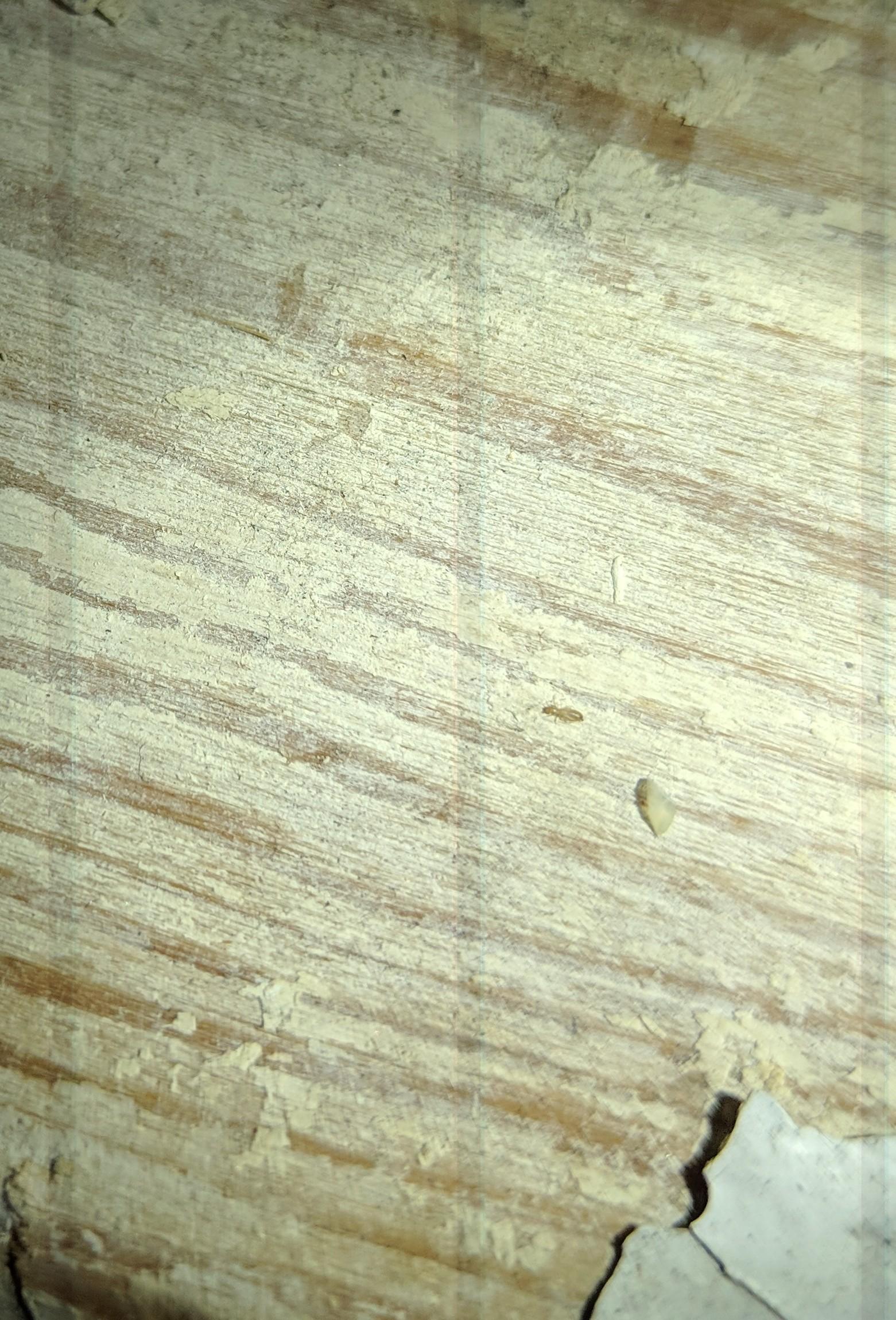 [Boston] tiny white/clear bugs around my window. Terrified they're baby