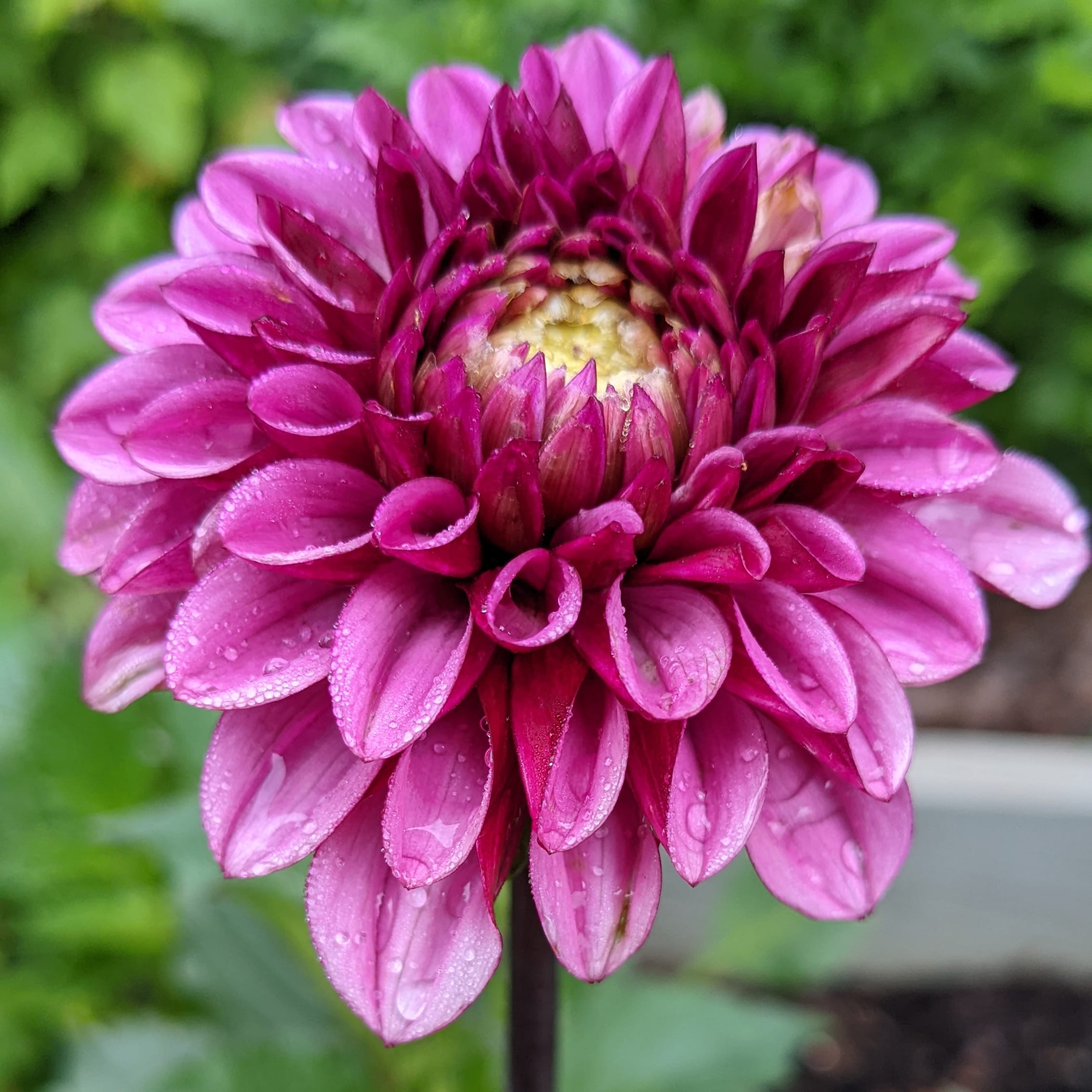 Overwintered in a raised bed. r/dahlias