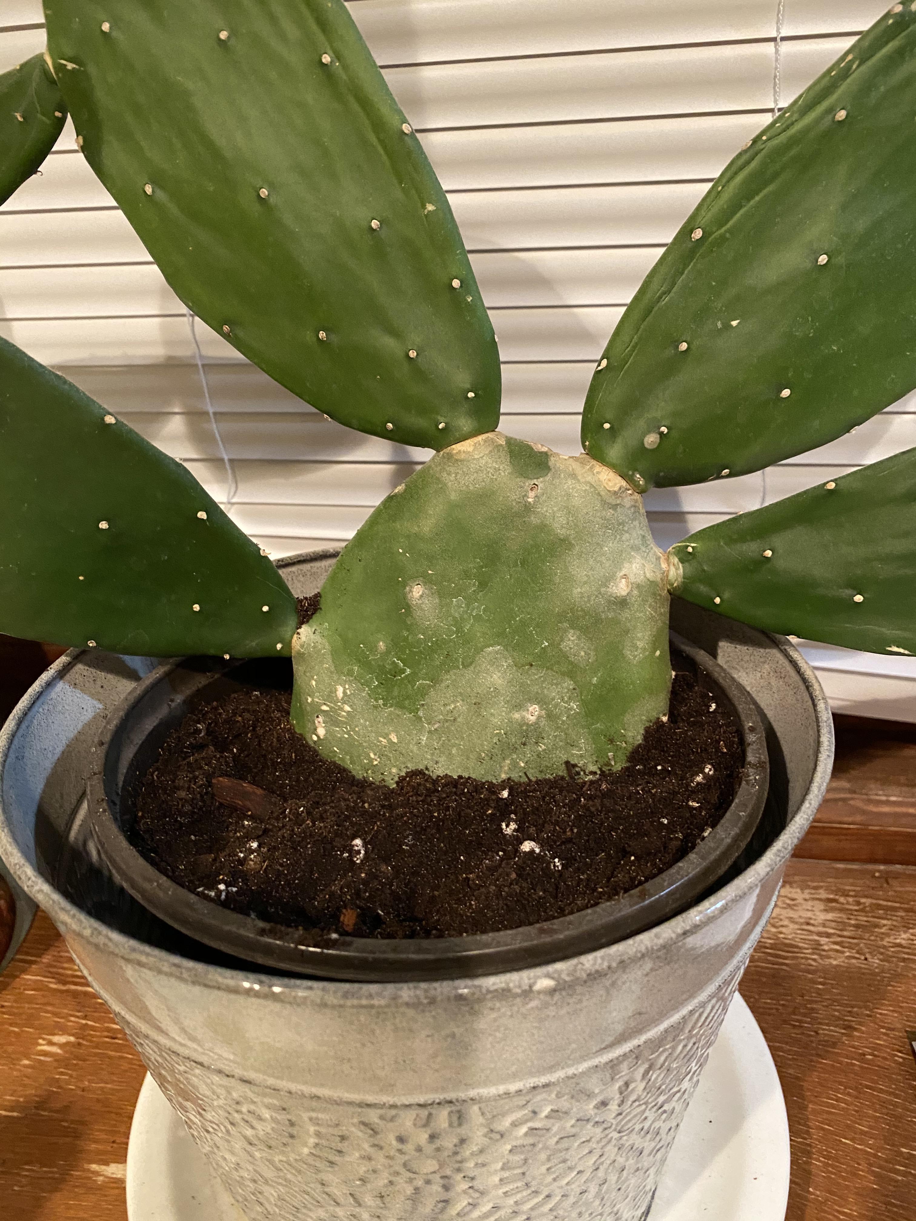 Help! Cactus is turning white. r/cactus