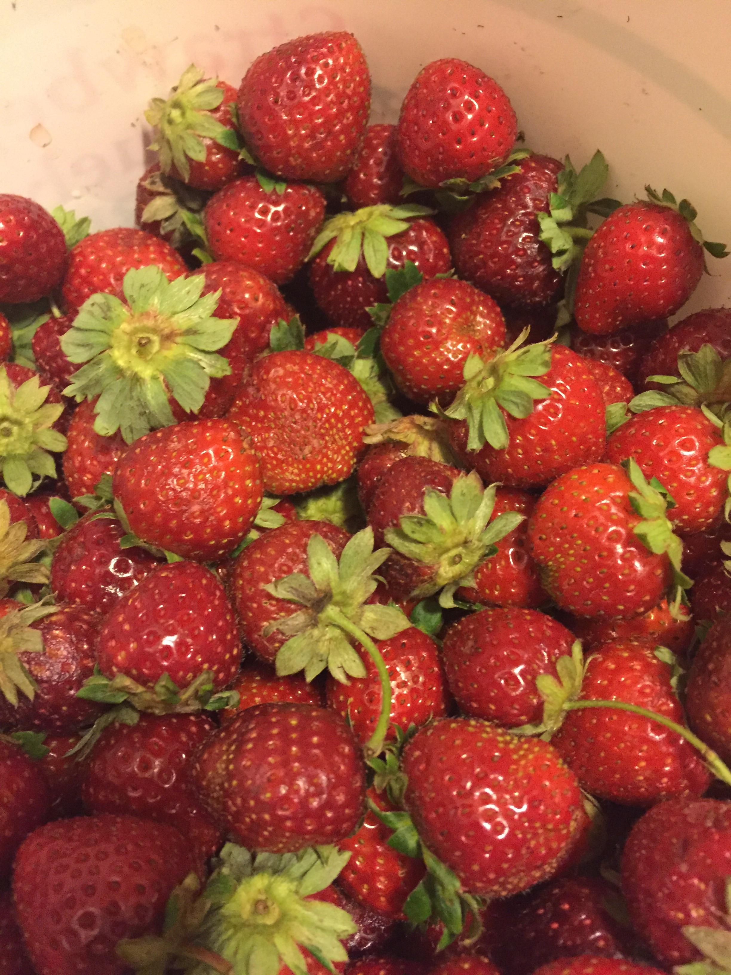 Compost/soil question. I tried growing a blueberry bush last year but