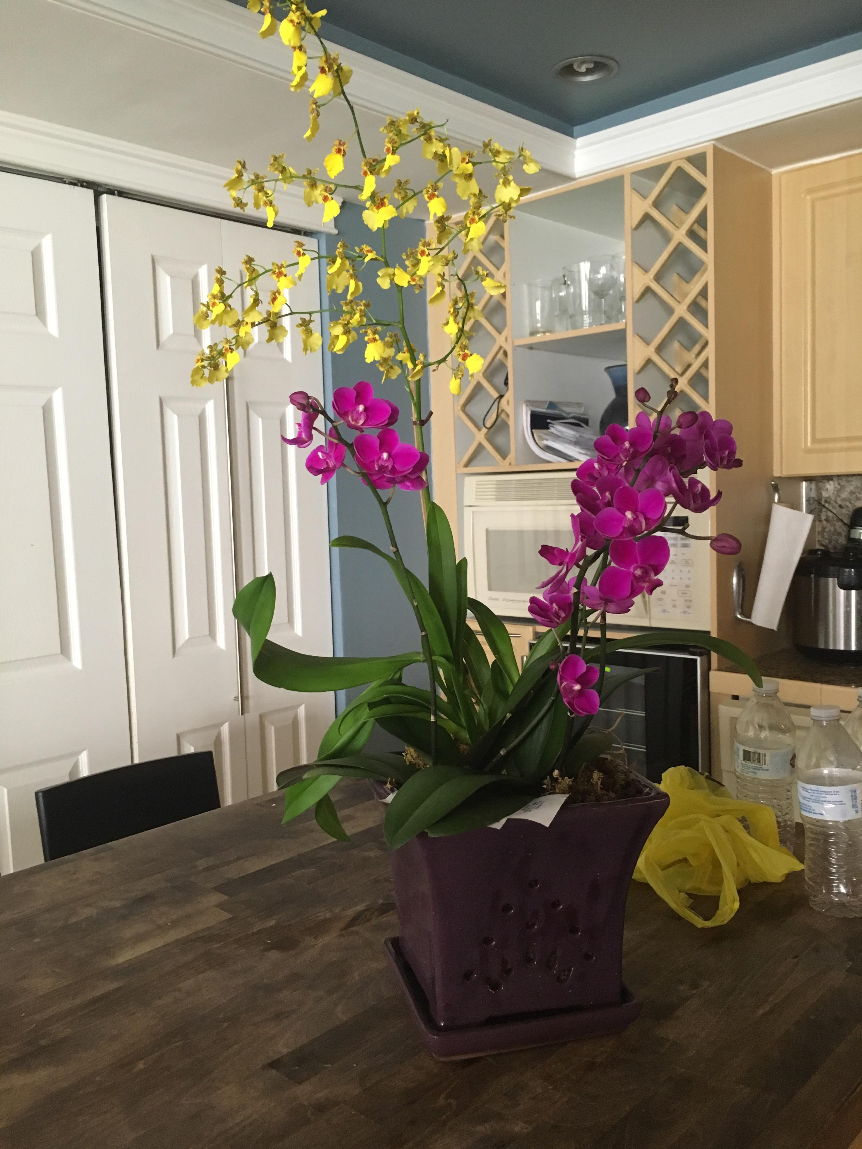 How to take care of this plant that was gifted to me? r/plants