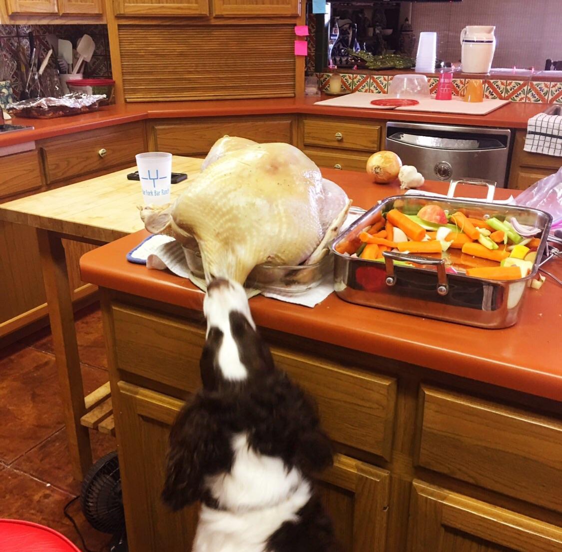 Dogs Eating Christmas Dinner My dog ruining Christmas dinner a few years ago r/PerfectTiming