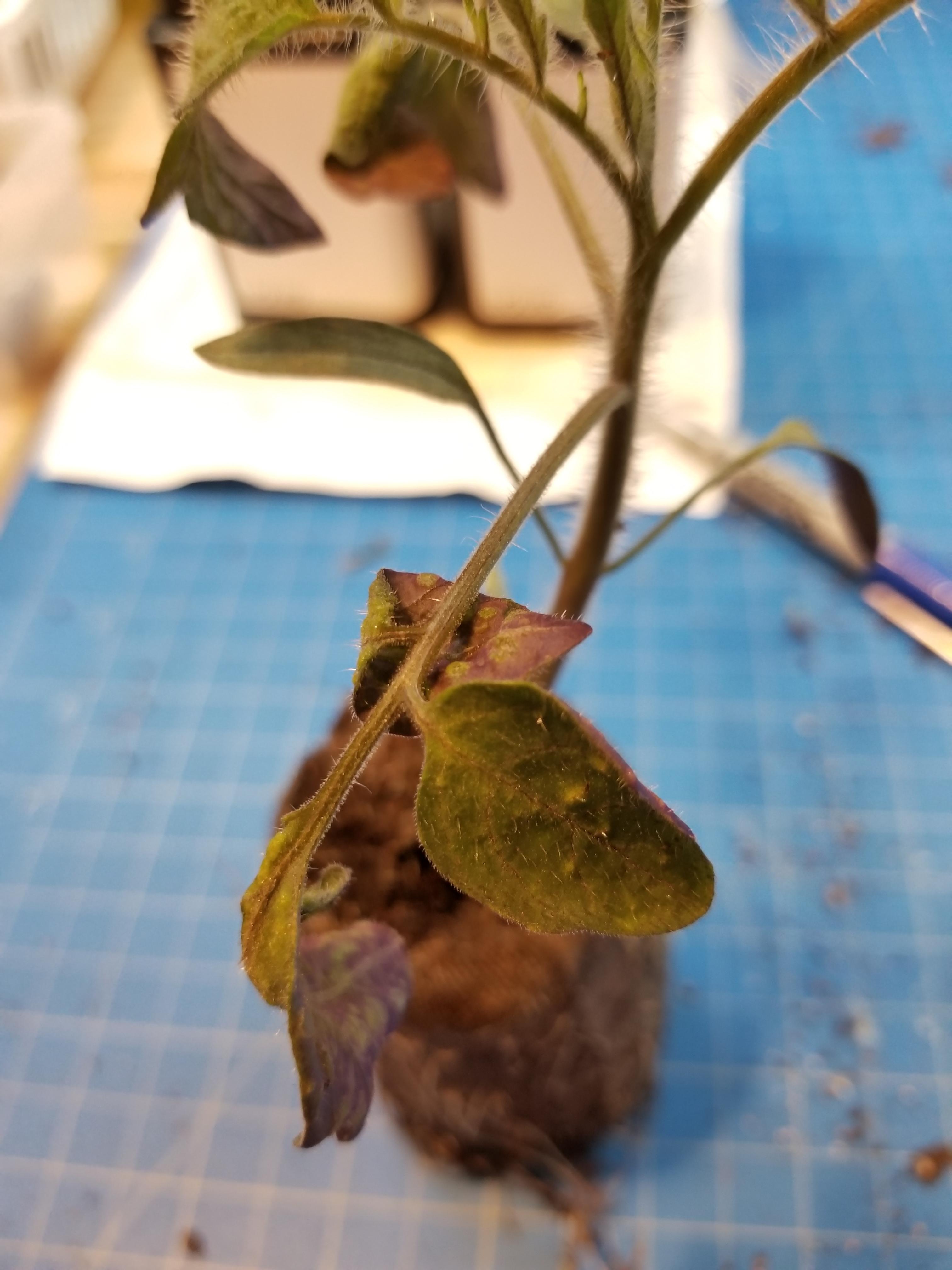 Tomato seedling leaves curling and turning purple on the bottom r