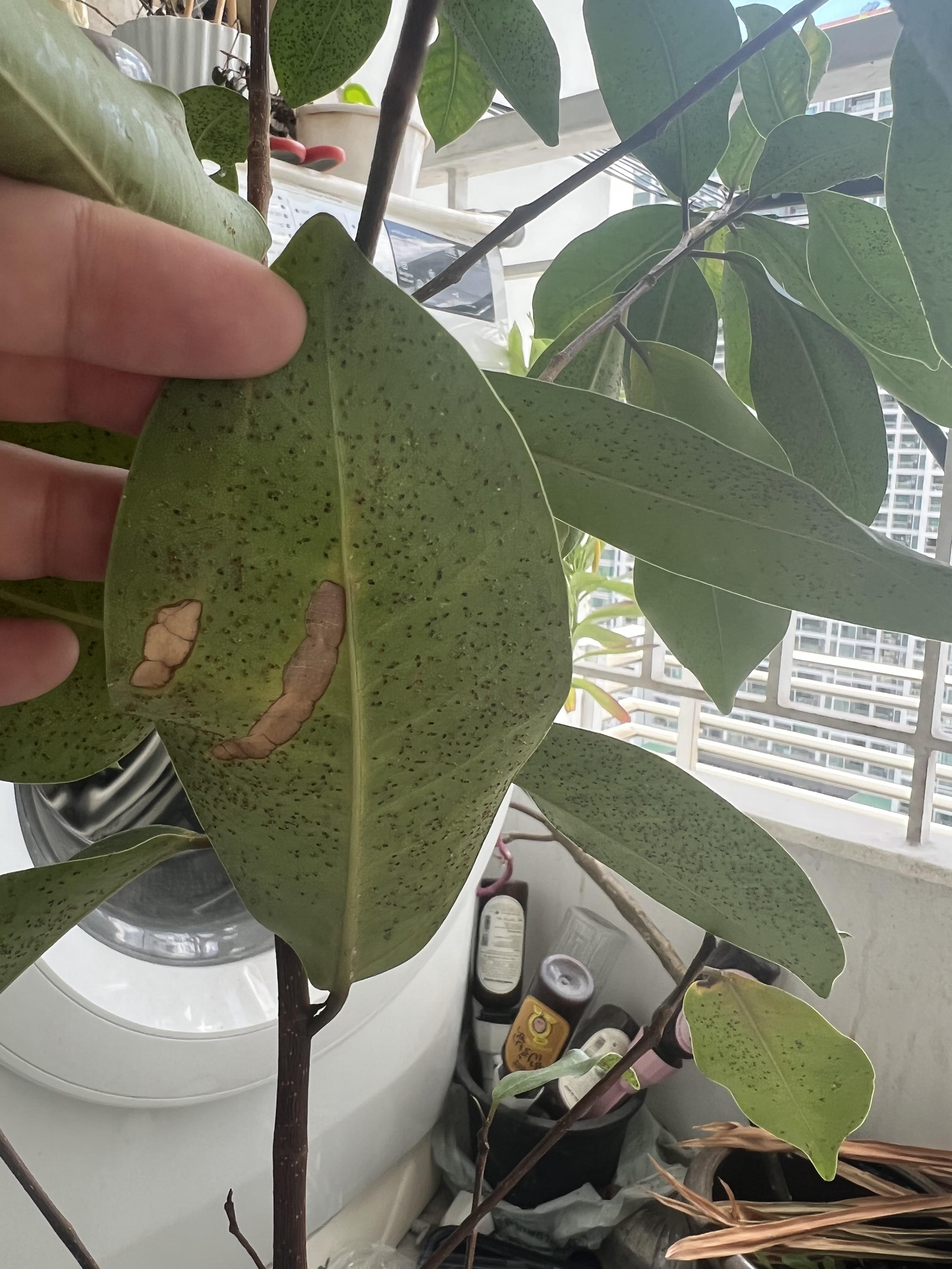 What are these sticky spots on the underside of my plant’s leaves? How