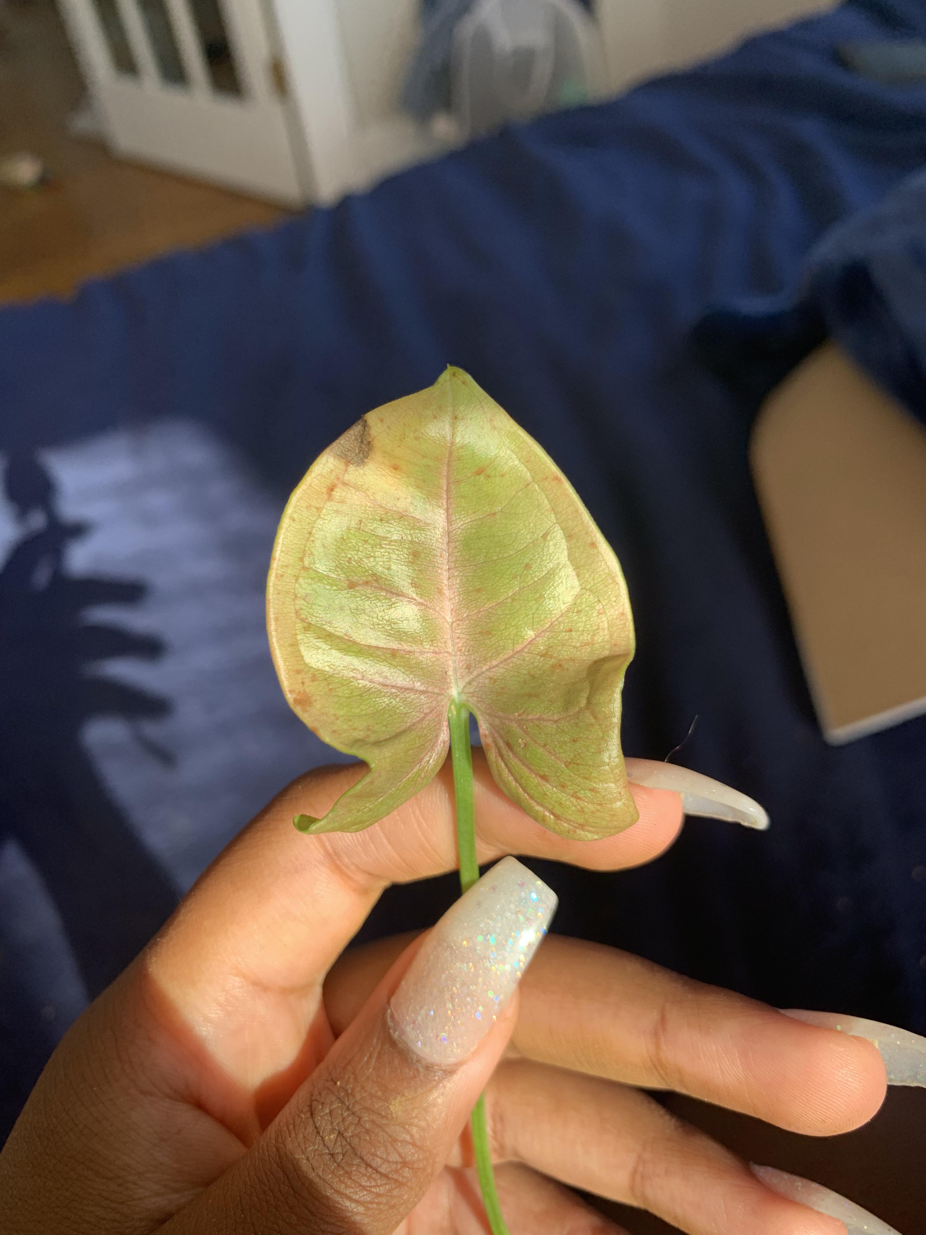 small brown spots on my arrowhead, what are they? r/plantclinic