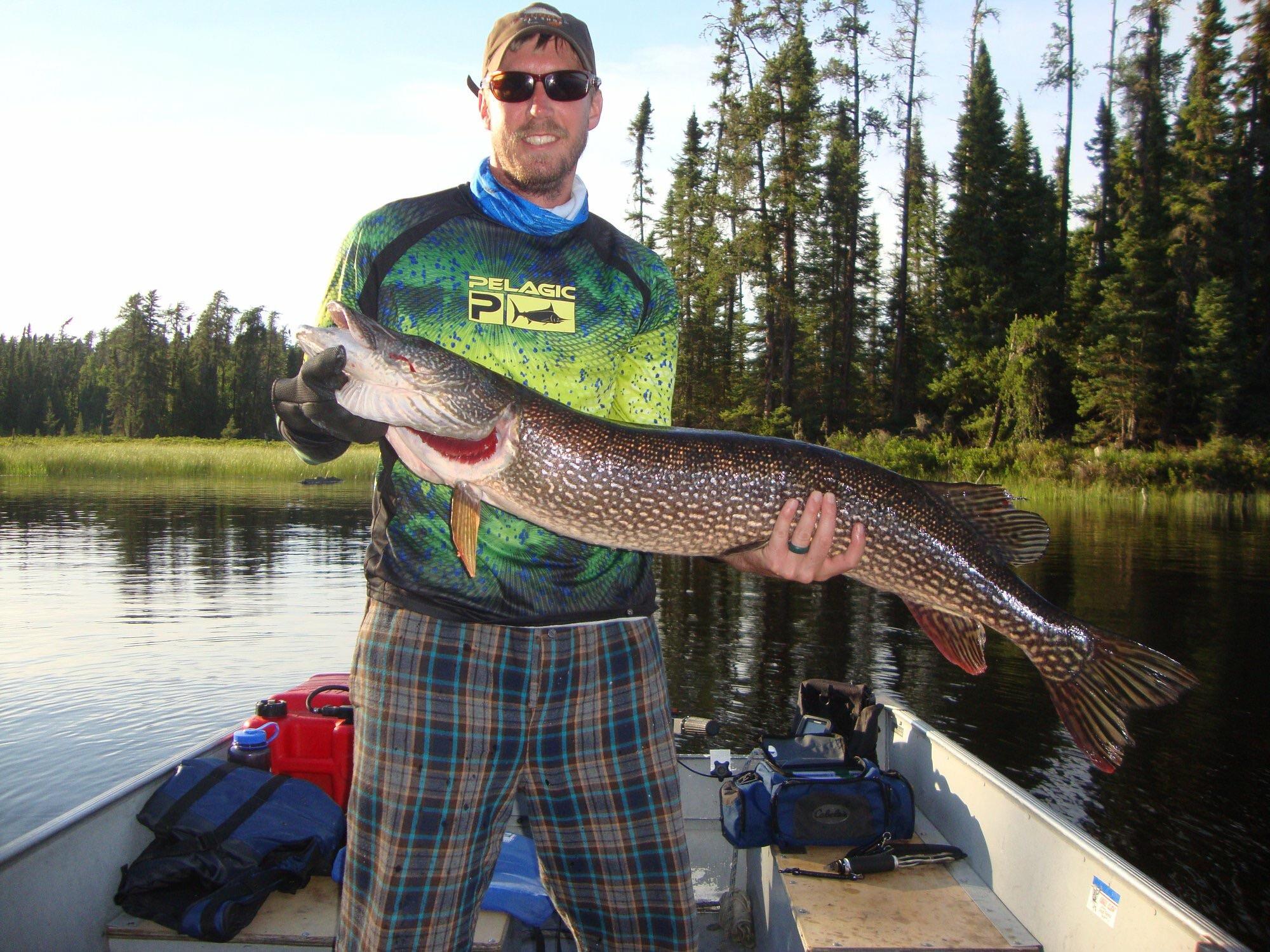 Northern I caught during a fly in fishing trip In Canada last week