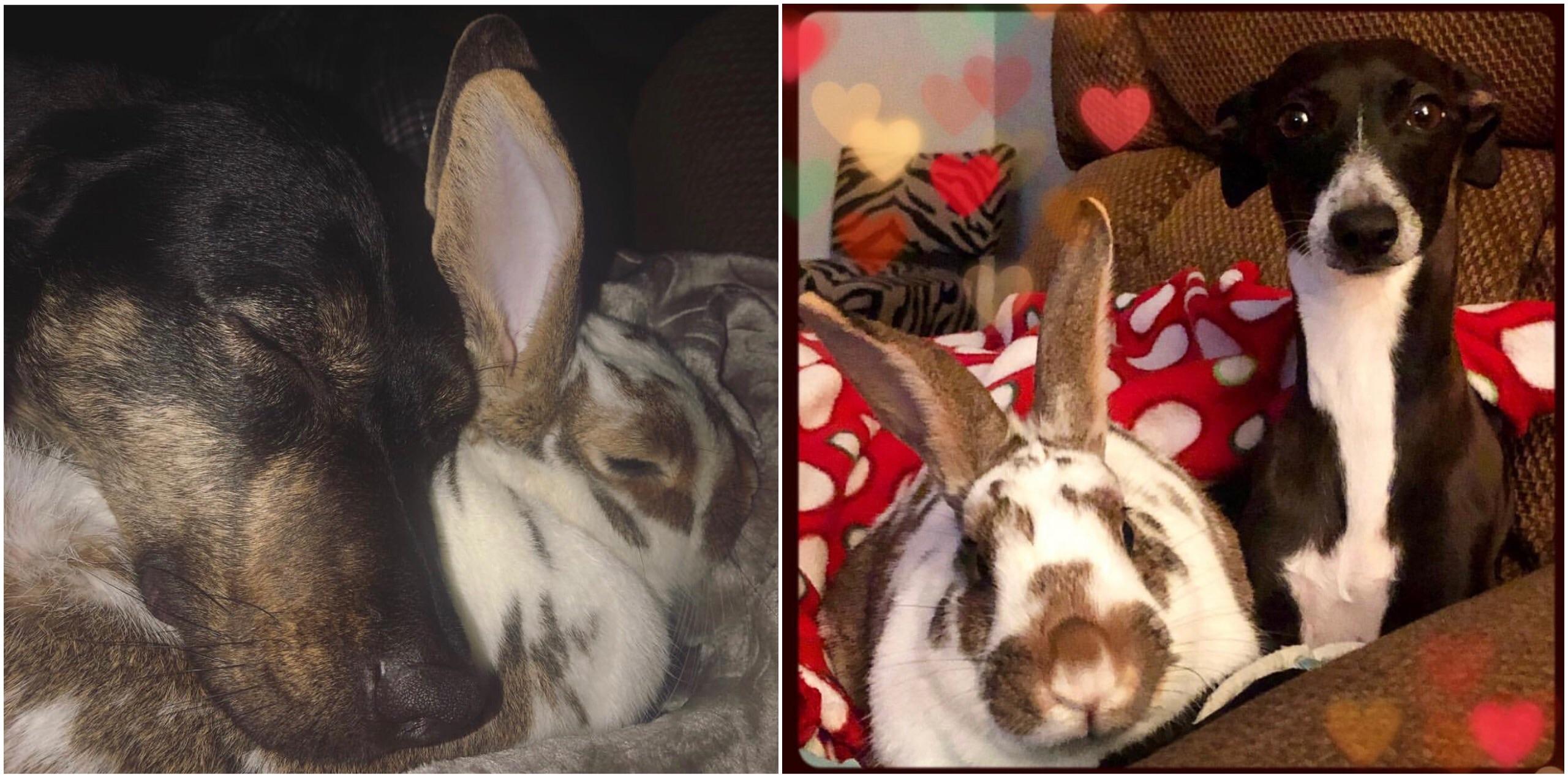 I love the bond between my bunny and my dogs 🥰 r/unlikelyfriends
