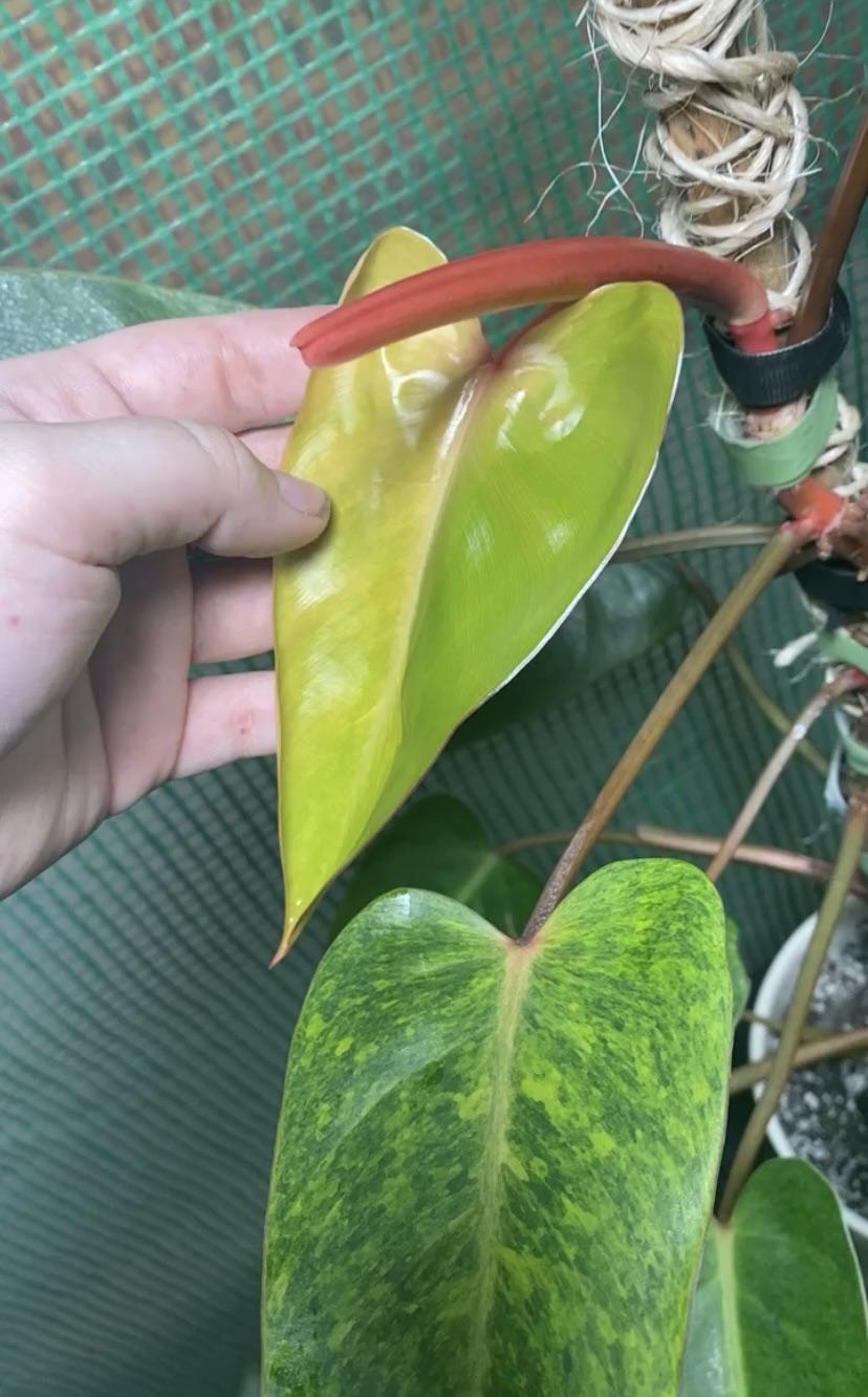 Has anyone ever seen a painted lady throw variegation like this? Is it