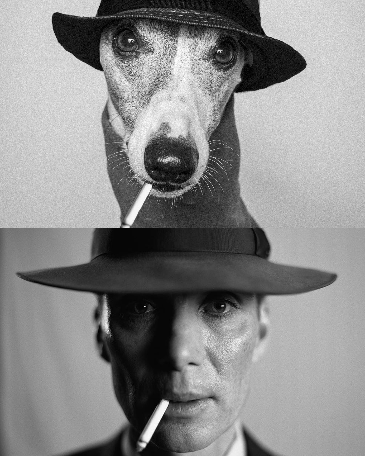 Dog rated St Lawrence Market has the best smells in town r/toronto