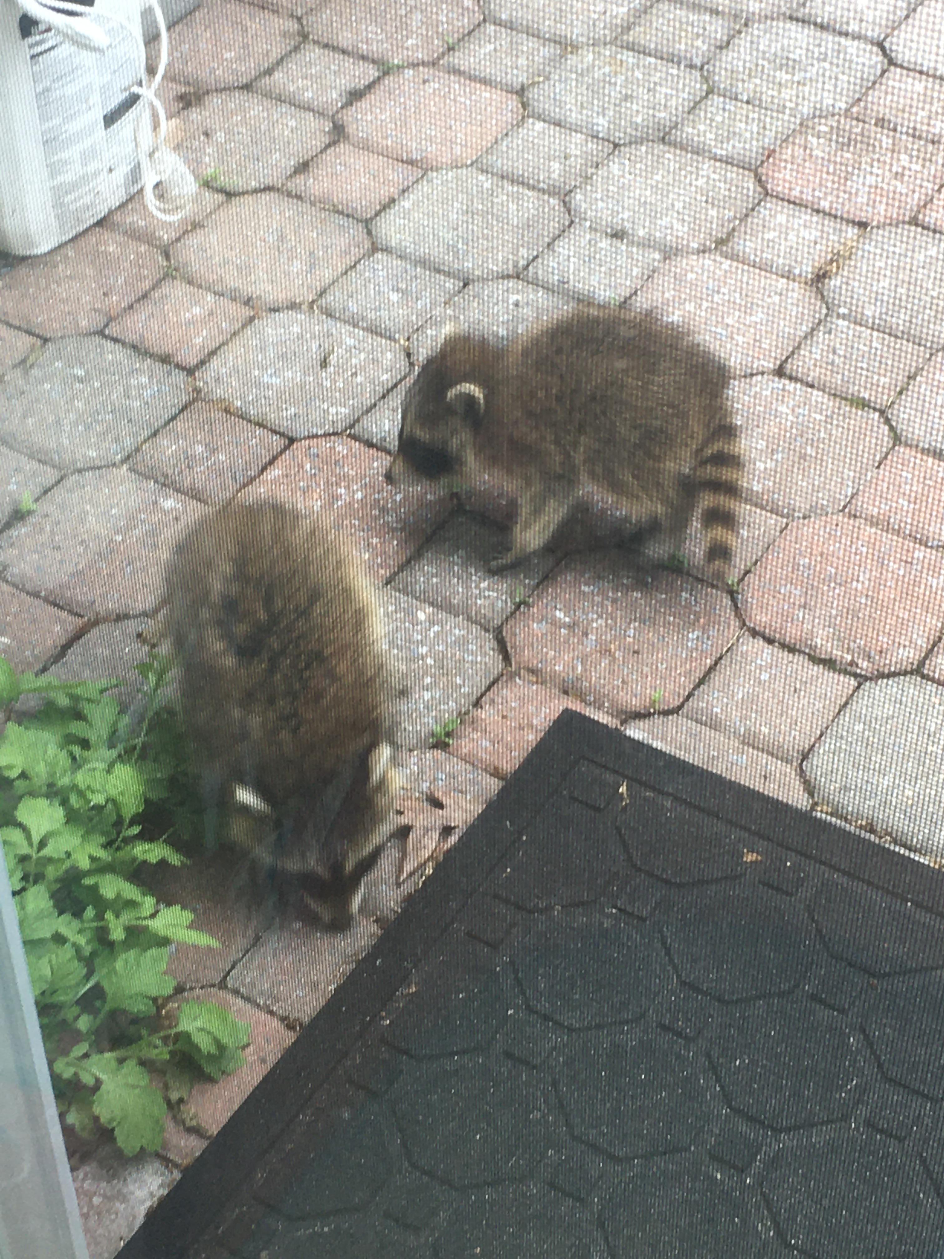 Help baby raccoons in the backyard? r/Raccoons