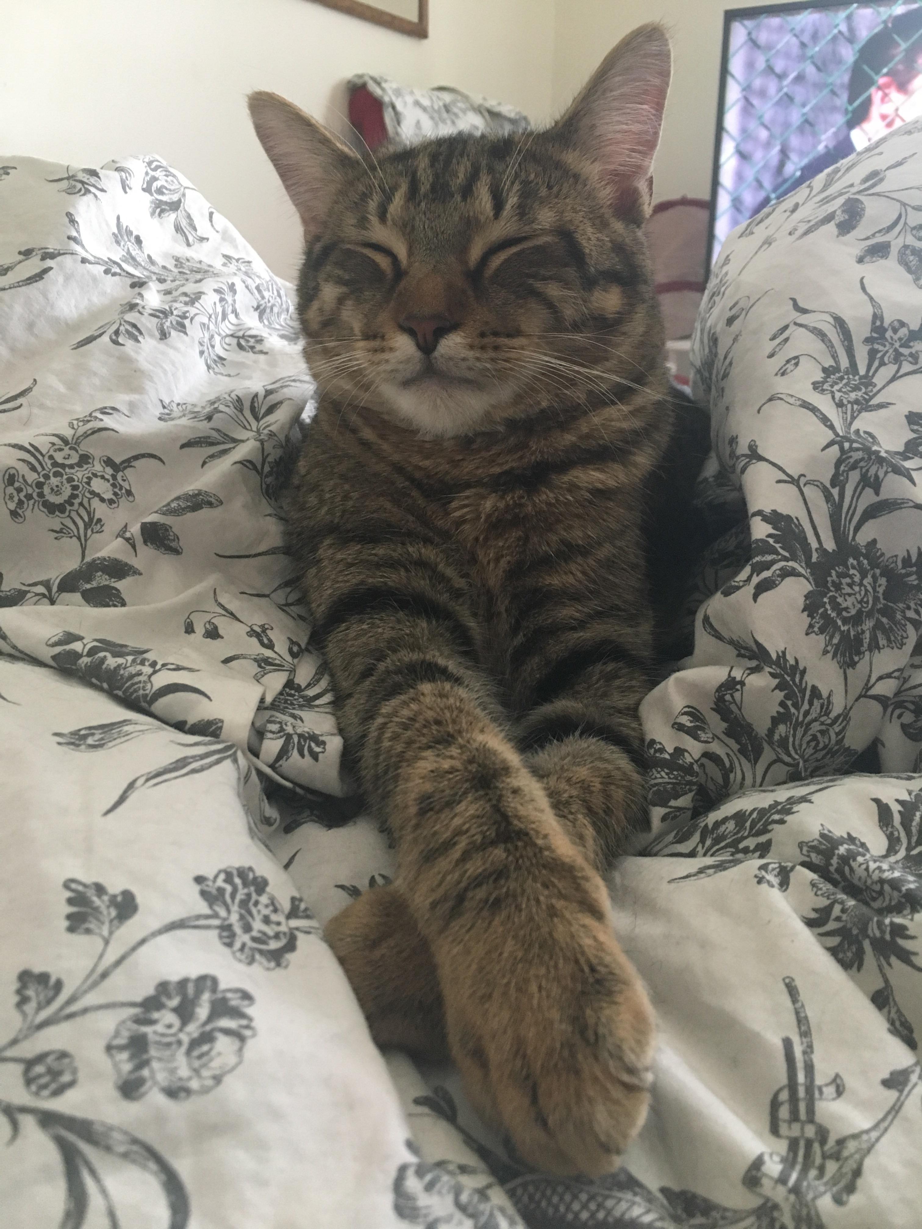 Fletcher is so regal r/cats