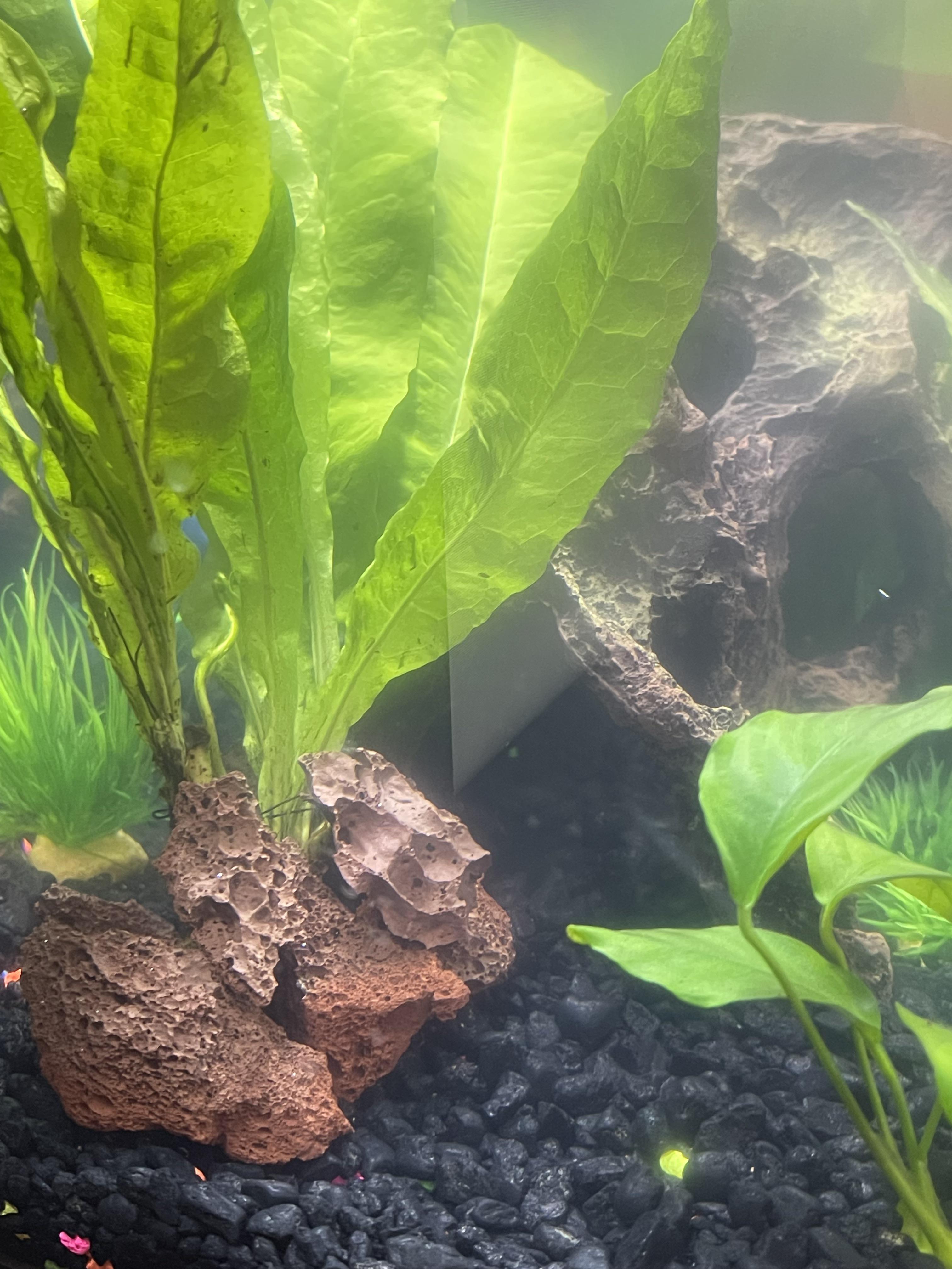 Wedged my Java fern between the rocks is this ok? r/Aquariums