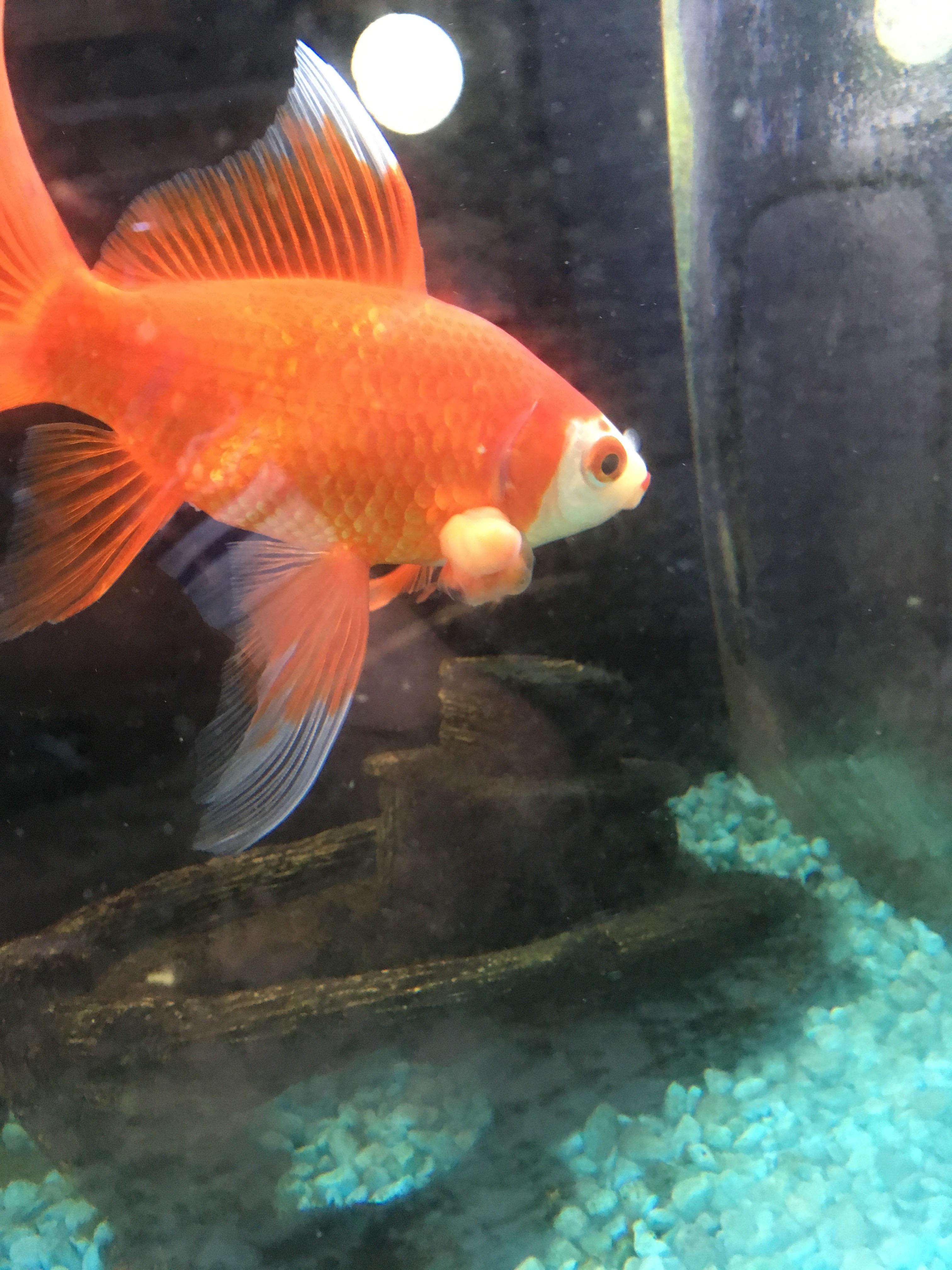Any advice for the growth on my fish? r/Goldfish