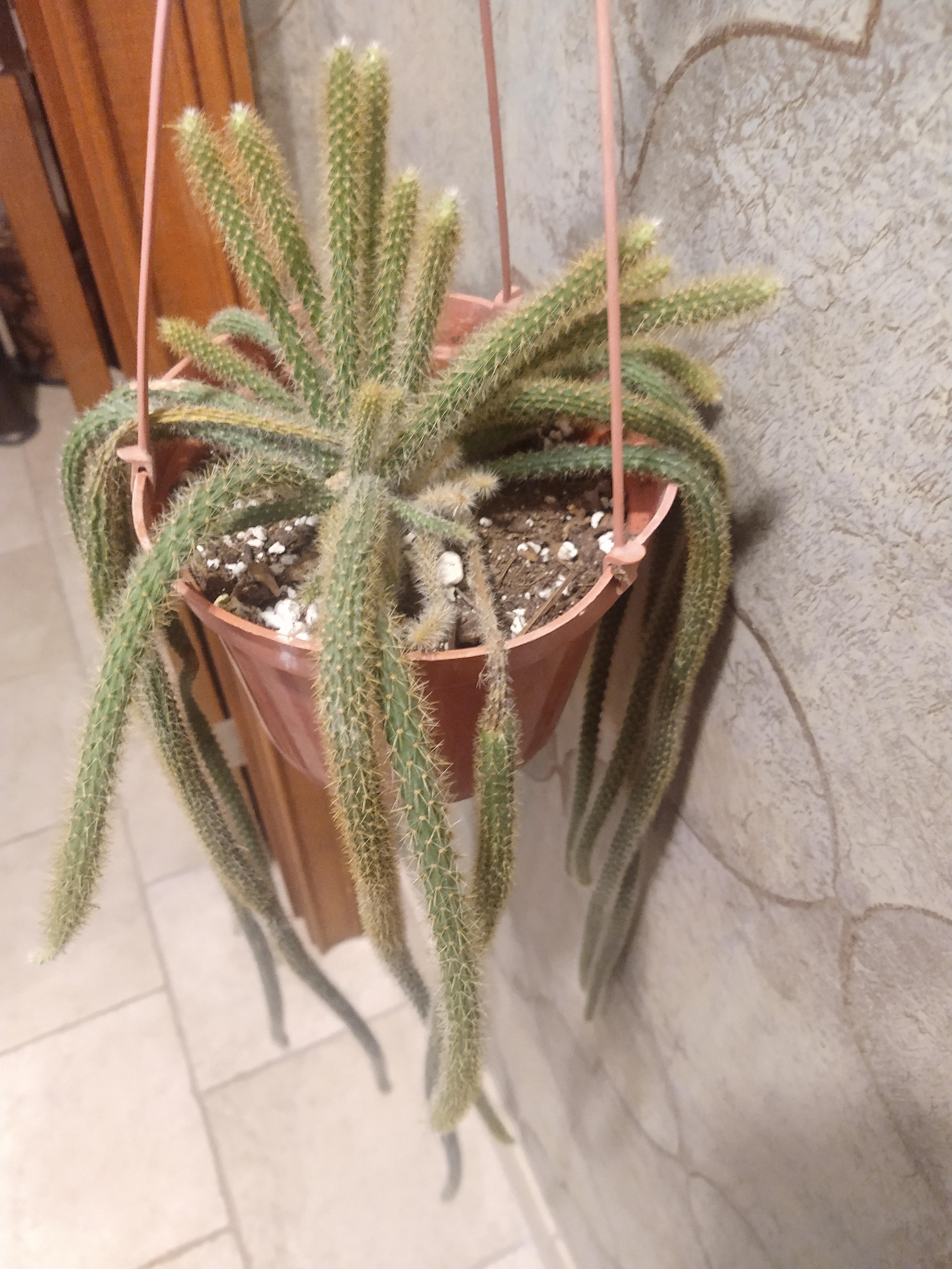 Rat Tail cactus is drying out and dying? r/cactus