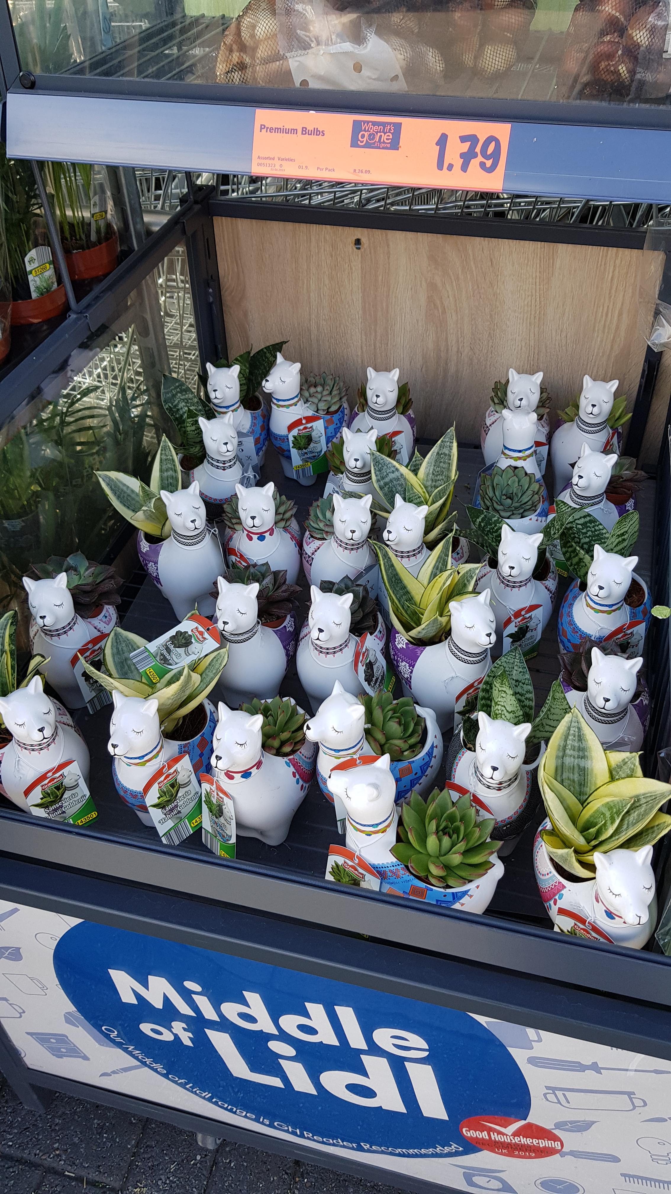 LIDL has a decent selection of succulents and snake plants (?) at the minute! r/HouseplantsUK