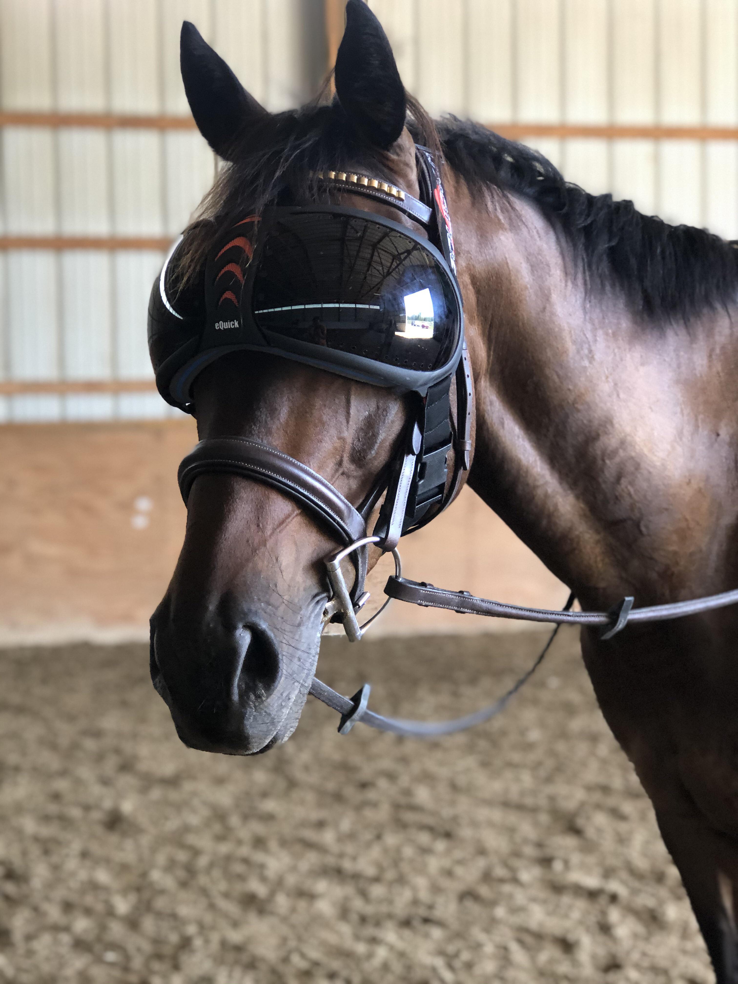 This horse is wearing sunglasses r/mildlyinteresting