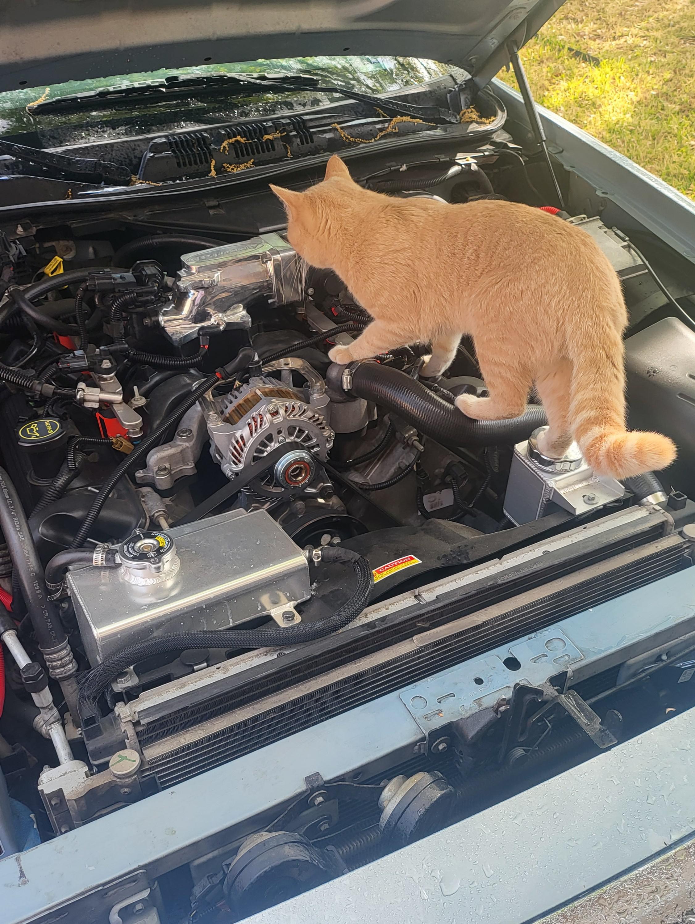 Tech trying to diagnose cylinder 7 misfire : r/Justrolledintotheshop